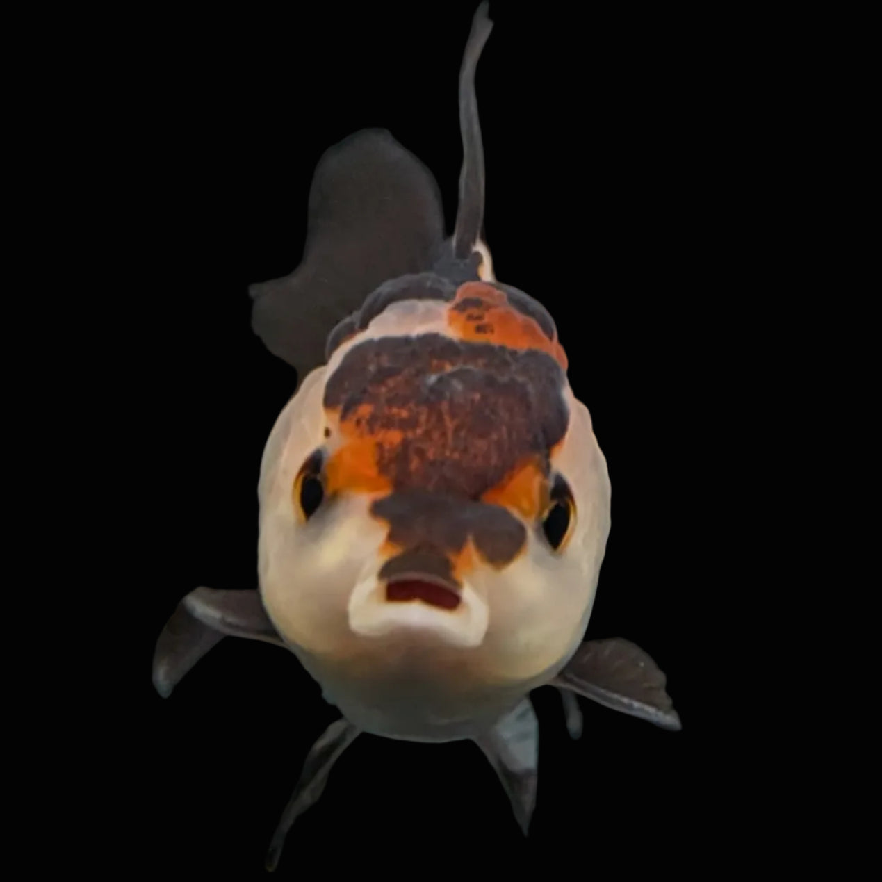 Thai Juvenile Oranda Tricolor 3.5"-4"in.  ID#731T1A-051