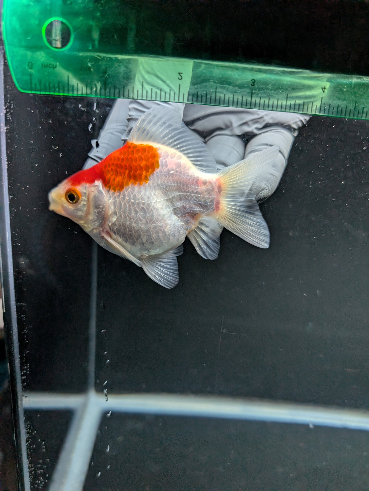 Tamasaba Red White 3"-3.5" in. ID#1009TM1B-007