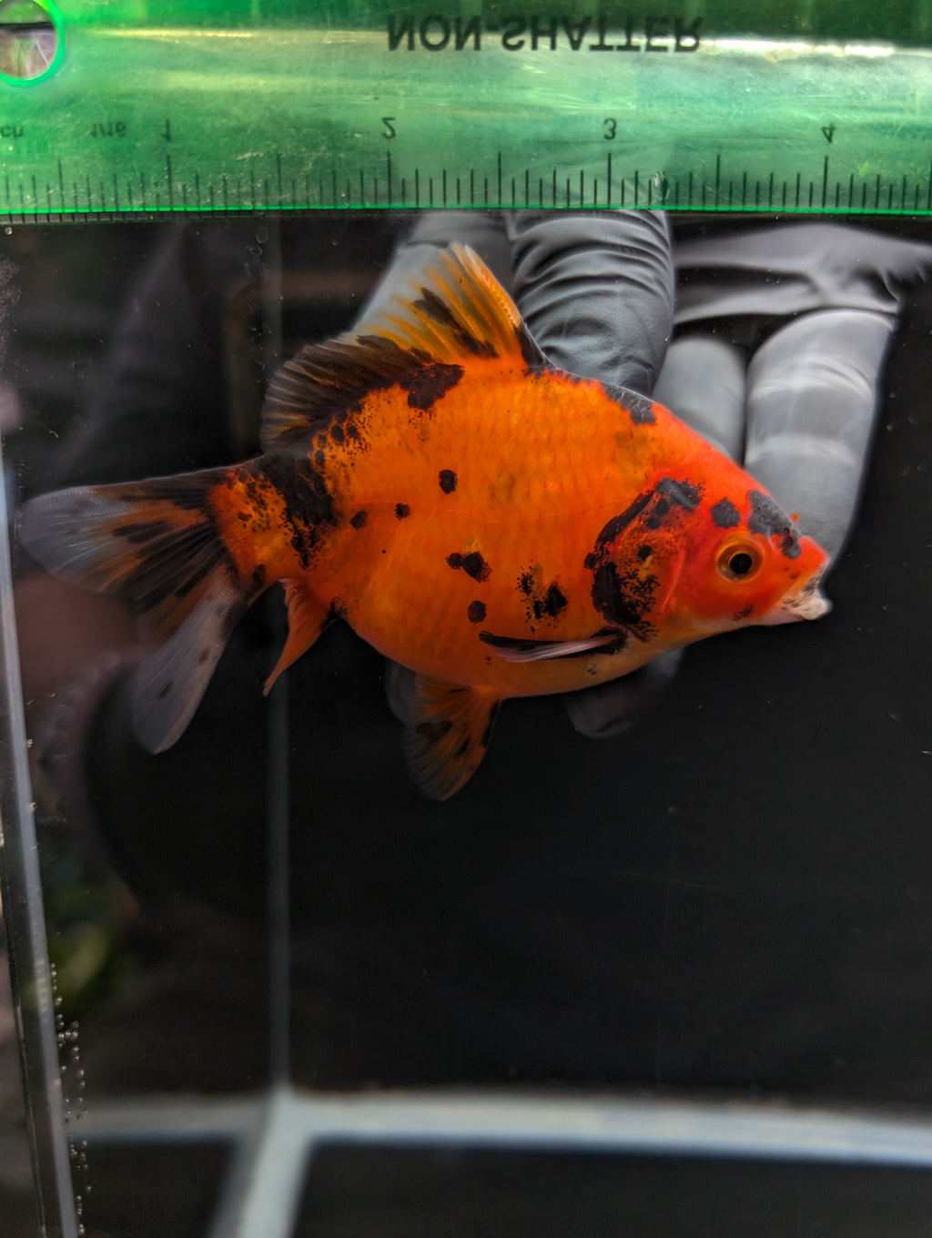 Tamasaba Calico 4" in. ID#1023TM1B-022