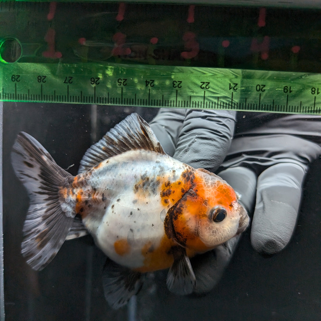 Thai Oranda Shogun Calico 4" in. ID#626SG7A-005