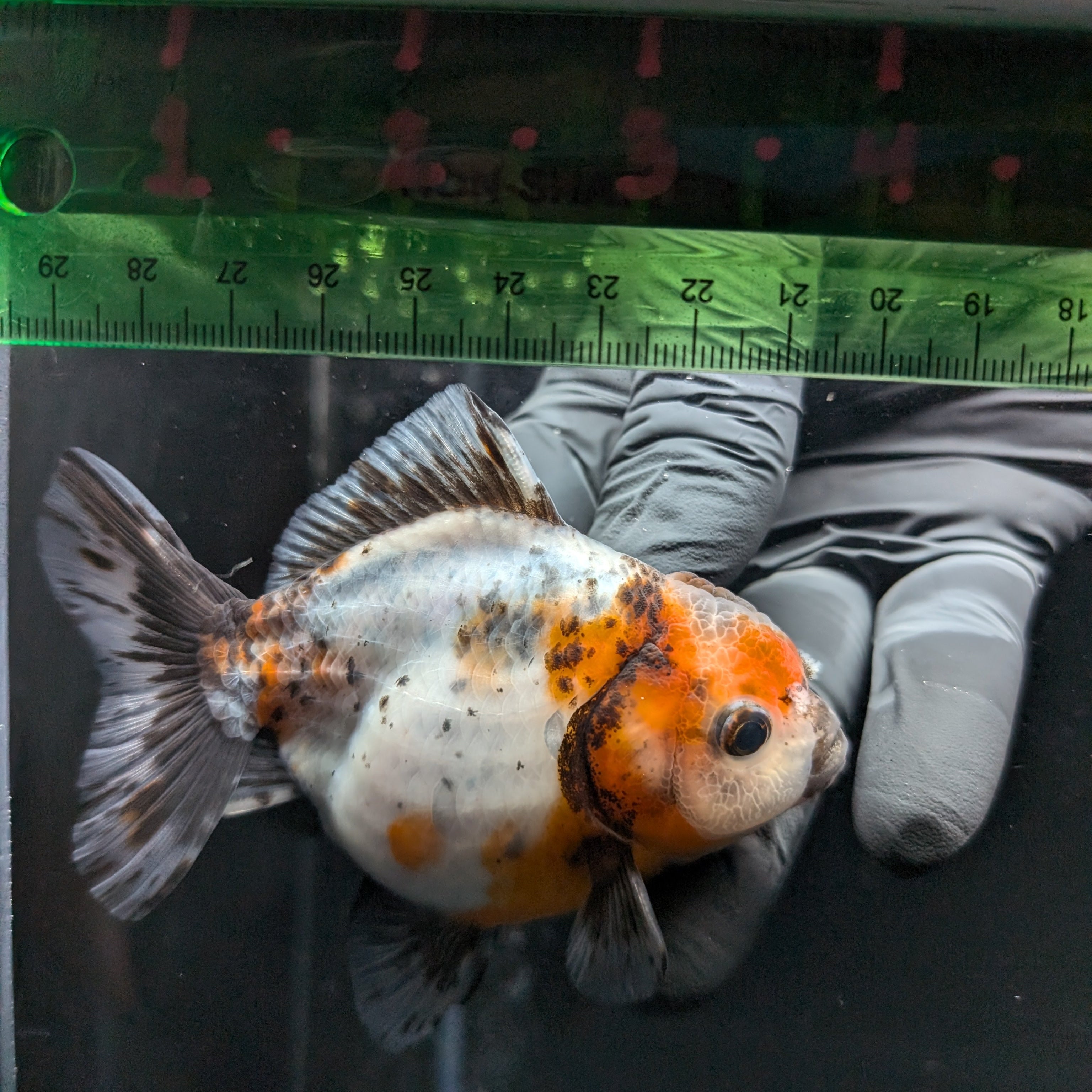 Thai Oranda Shogun Calico 4" in. ID#626SG7A-005
