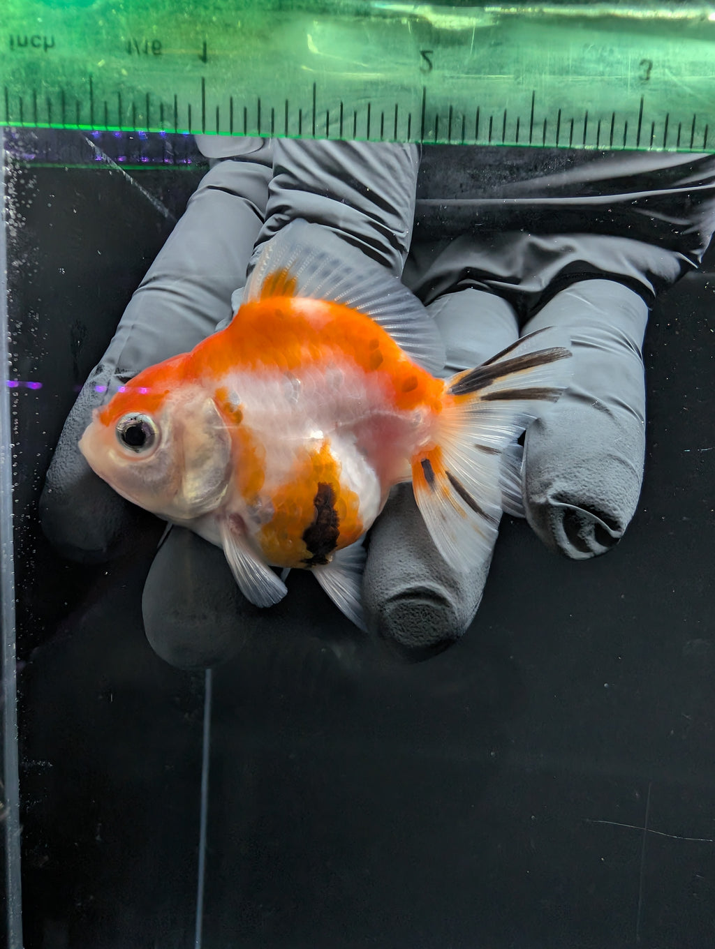 Baby Thai Shogun Oranda Tricolor 2"-2.5" in. ID#1016BSG11A-010
