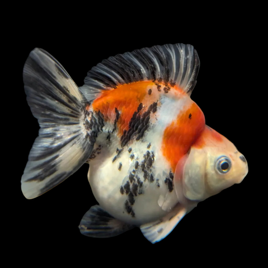 Jumbo Ryukin Short Tail Kirin Calico 4"-4.5" in. ID#3204B-006