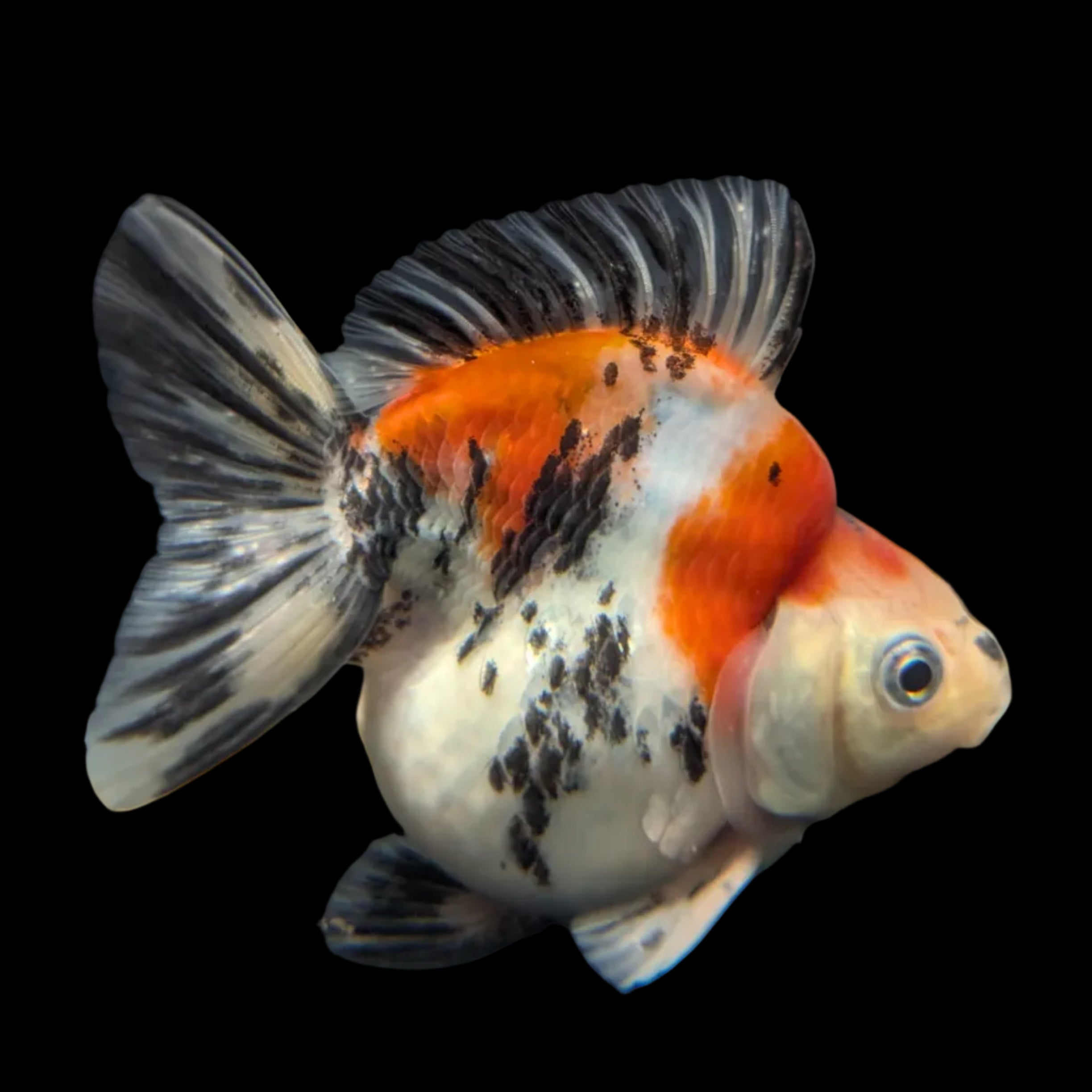 Jumbo Ryukin Short Tail Kirin Calico 4"-4.5" in. ID#3204B-006