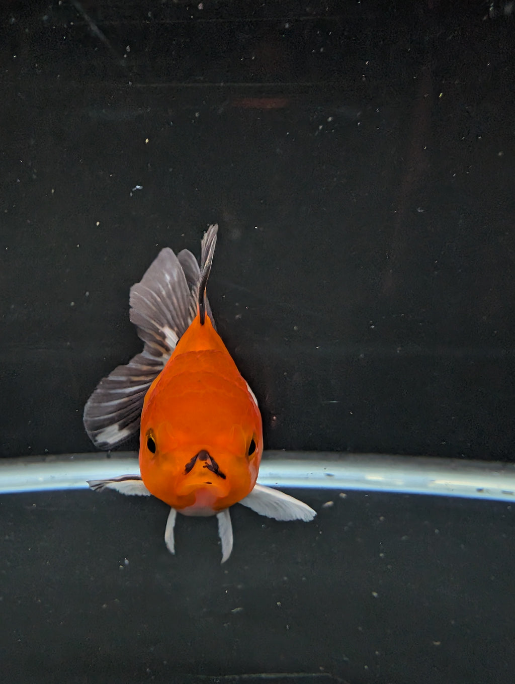Juvenile Oranda Tricolor 3.5"-4" in.  ID#501T2A-003