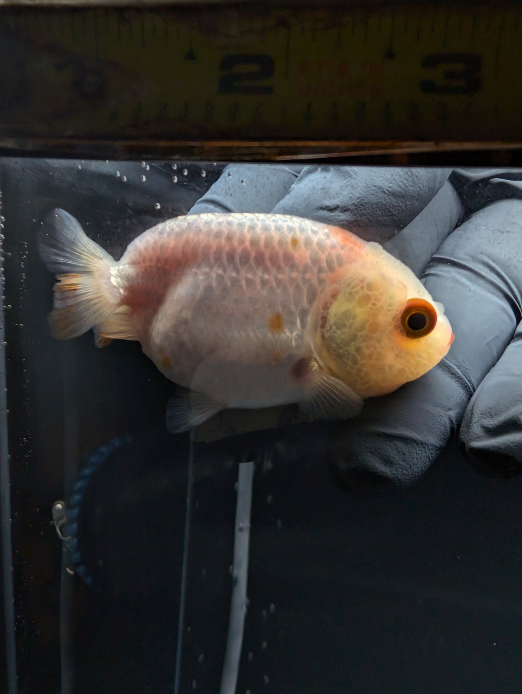 Baby Ranchu Red White 2.5"-3" in. ID#529R4A-052