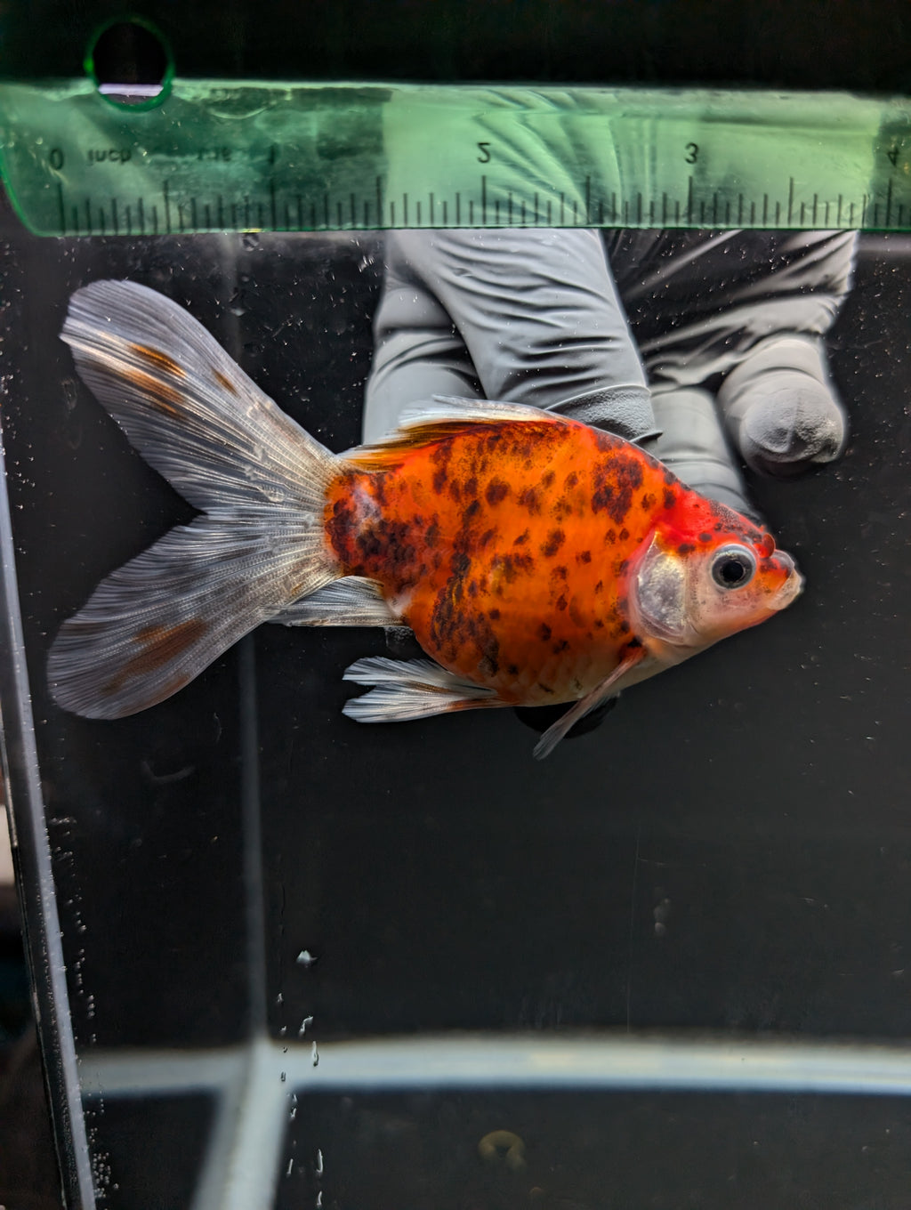 Tamasaba Calico 3"-3.5" in. ID#1009TM1B-010