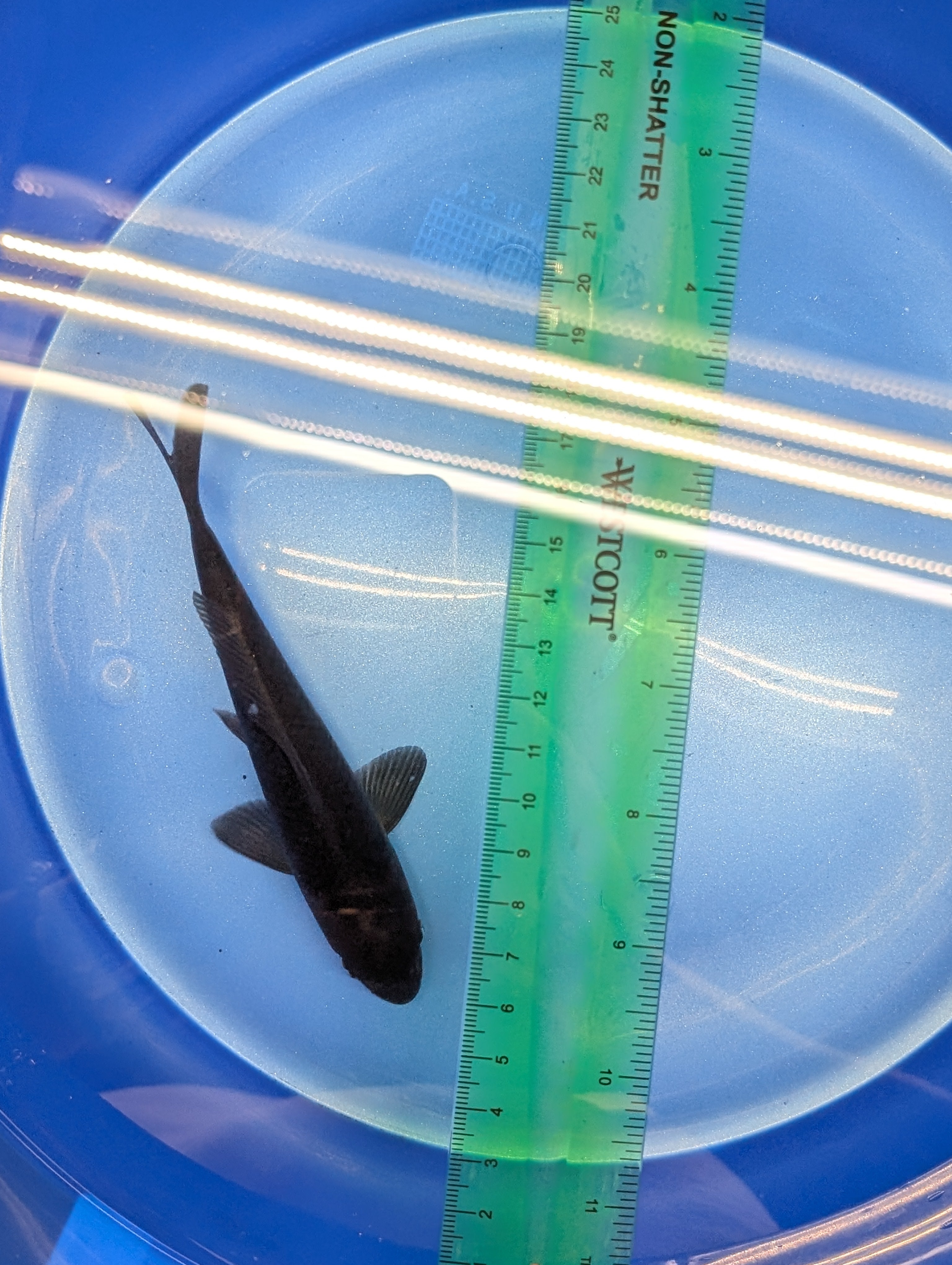 Karasu Koi  5"-6"in. ID#806BFK-021
