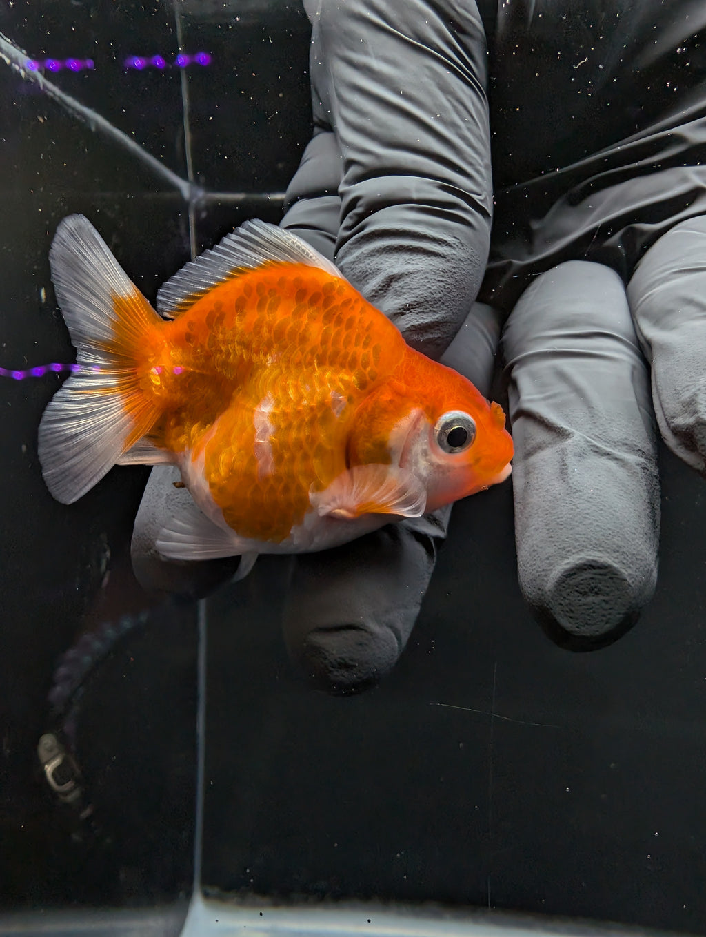 Baby Thai Shogun Oranda Red White 2"-2.5" in. ID#1016BSG11A-006