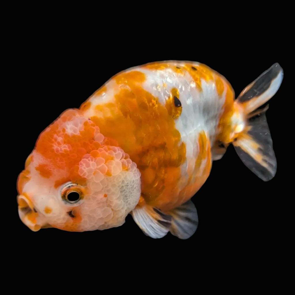 Jumbo Ranchu Sakura Calico 4.5"-5" in. ID#814R8A-026
