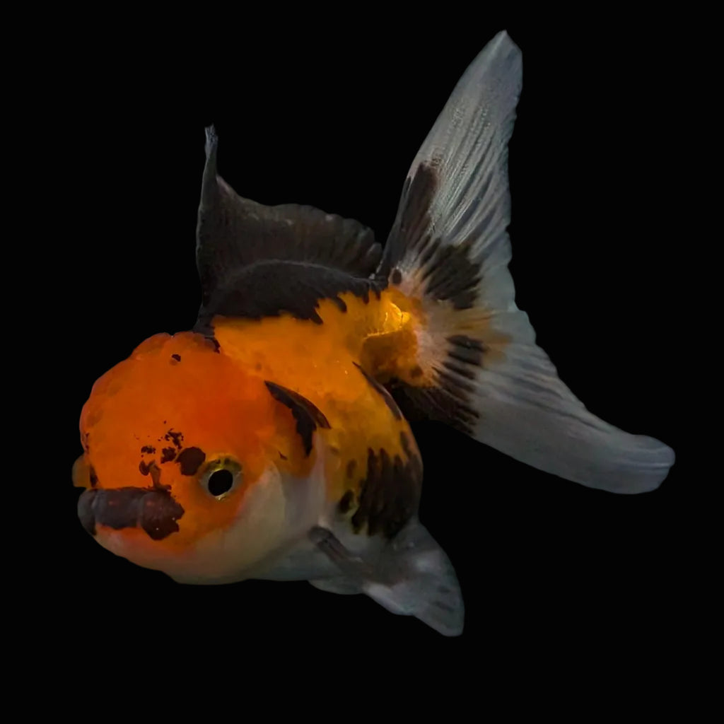 Thai Juvenile Oranda Tricolor 3"-3.5" in.  ID#626T1A-008