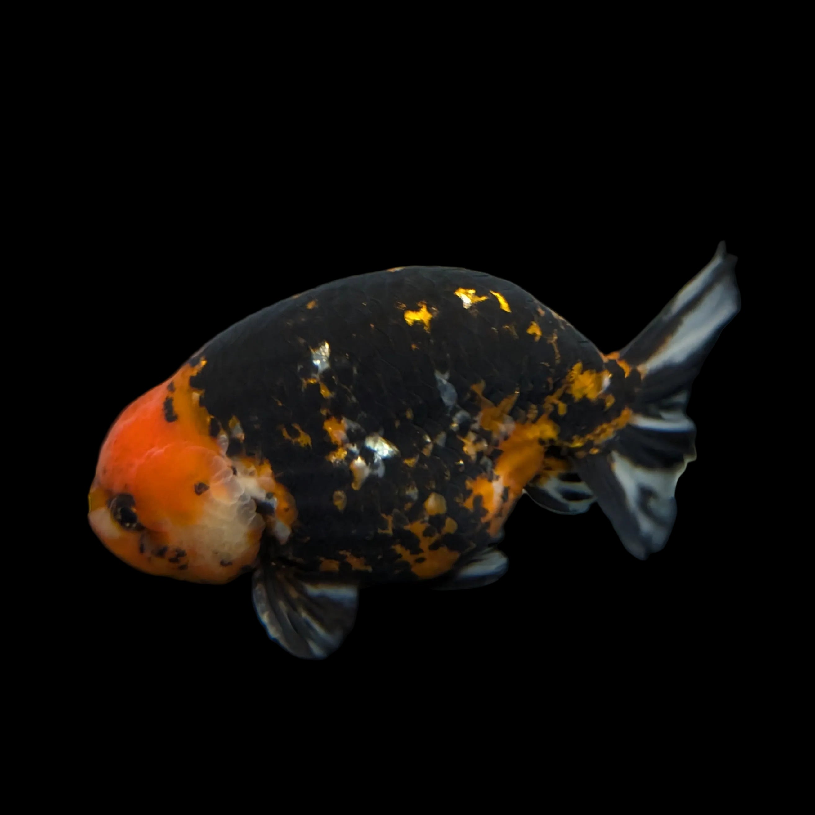 Jumbo Ranchu AA Grade *Special Color Calico 5.5"- 6"in. ID#116R4B-08
