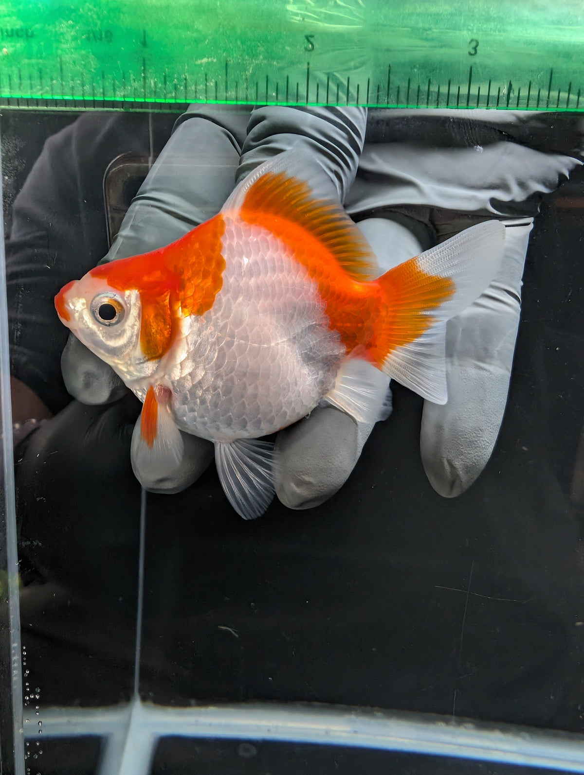 Tamasaba Kuchibeni Red White 3.5"in. ID#1023TM1B-029