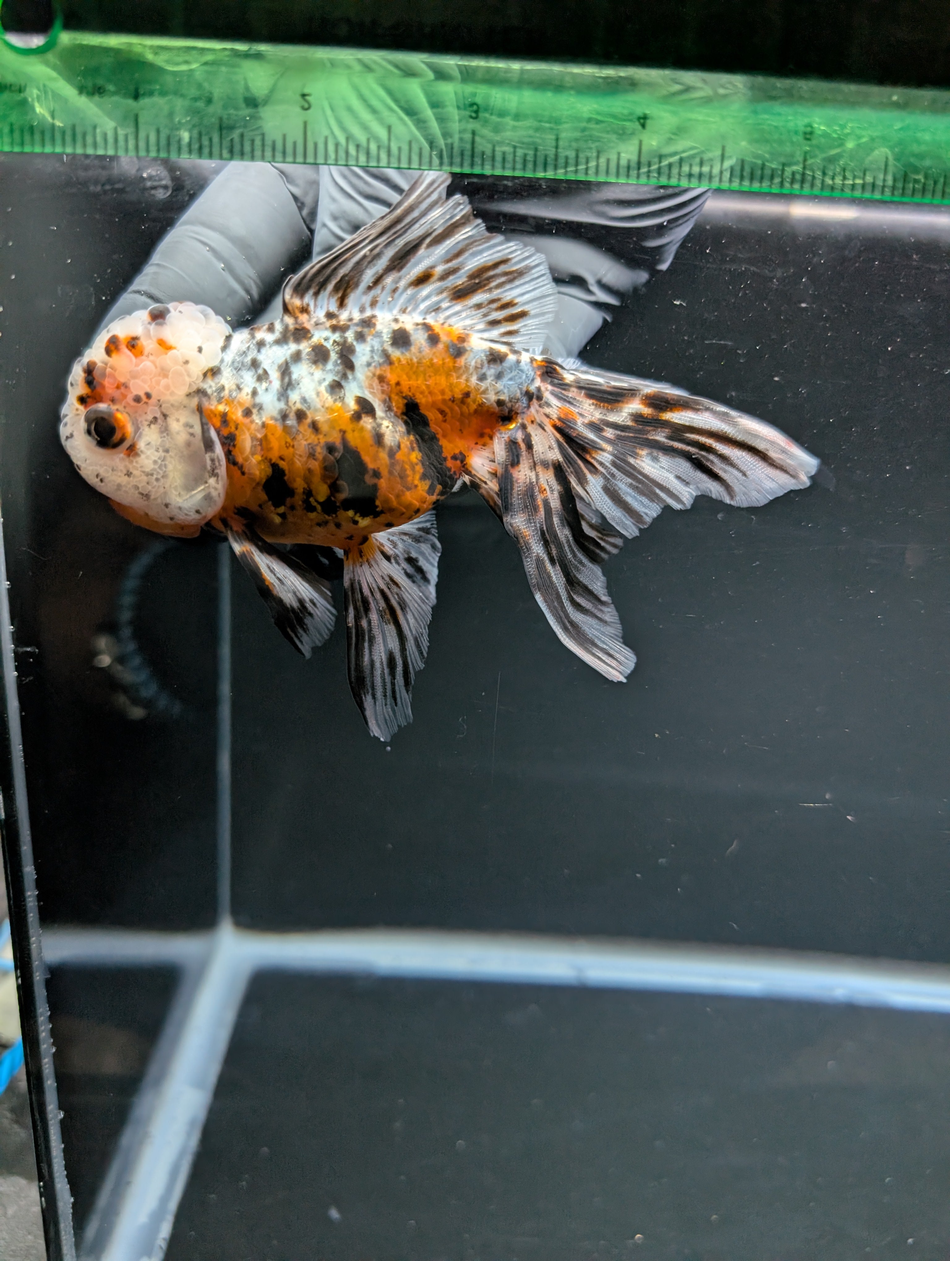 Calico Oranda 4.5"-5"in. ID#814LB2A-53