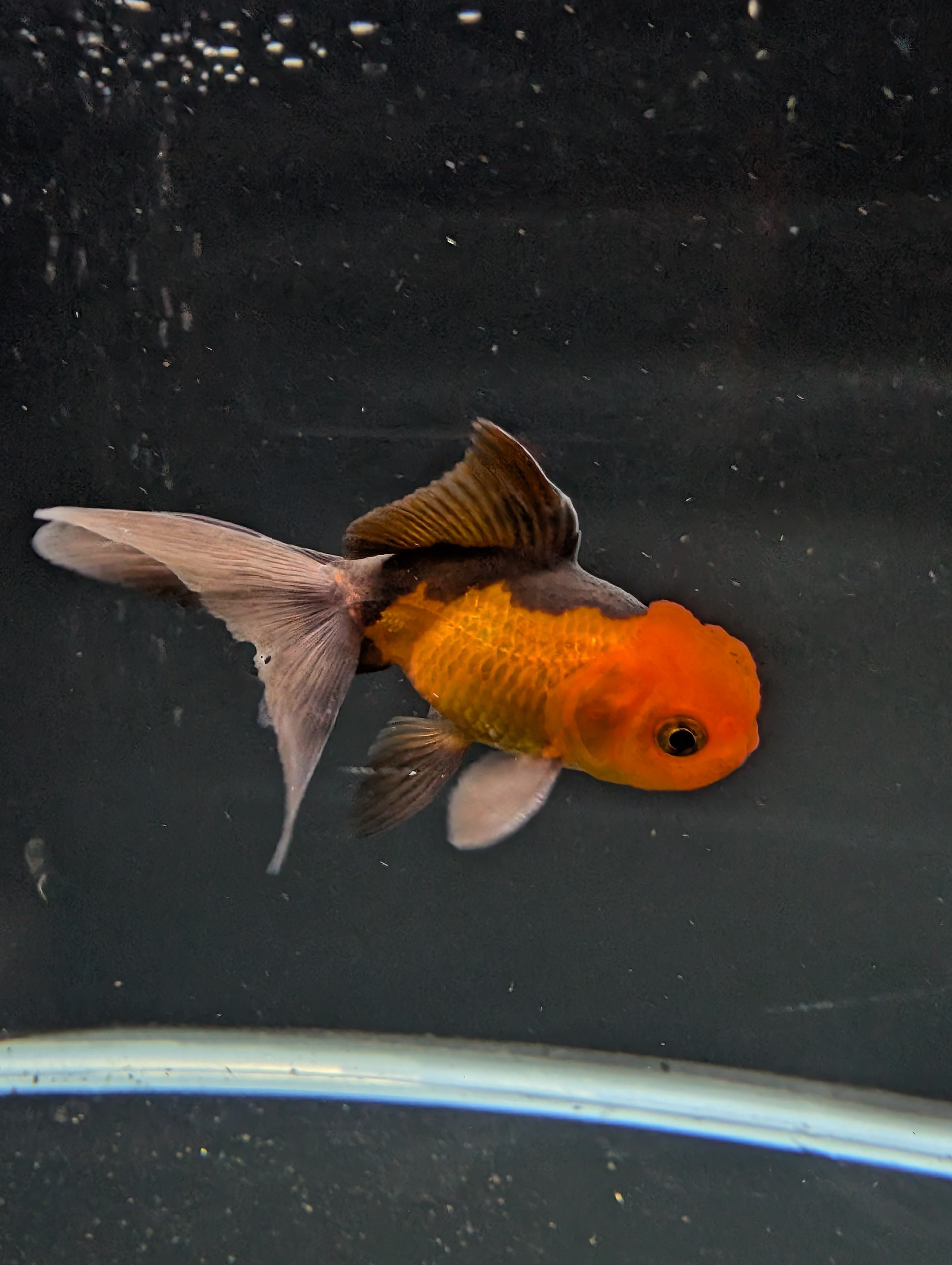Juvenile Oranda Red Black 3"-3.5"in.  ID#522T1A-003 Please See Notes.