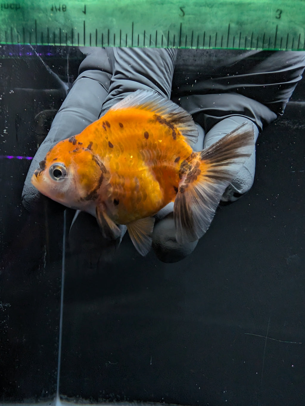 Baby Thai Shogun Oranda Calico 2"-2.5" in. ID#1016BSG11A-007
