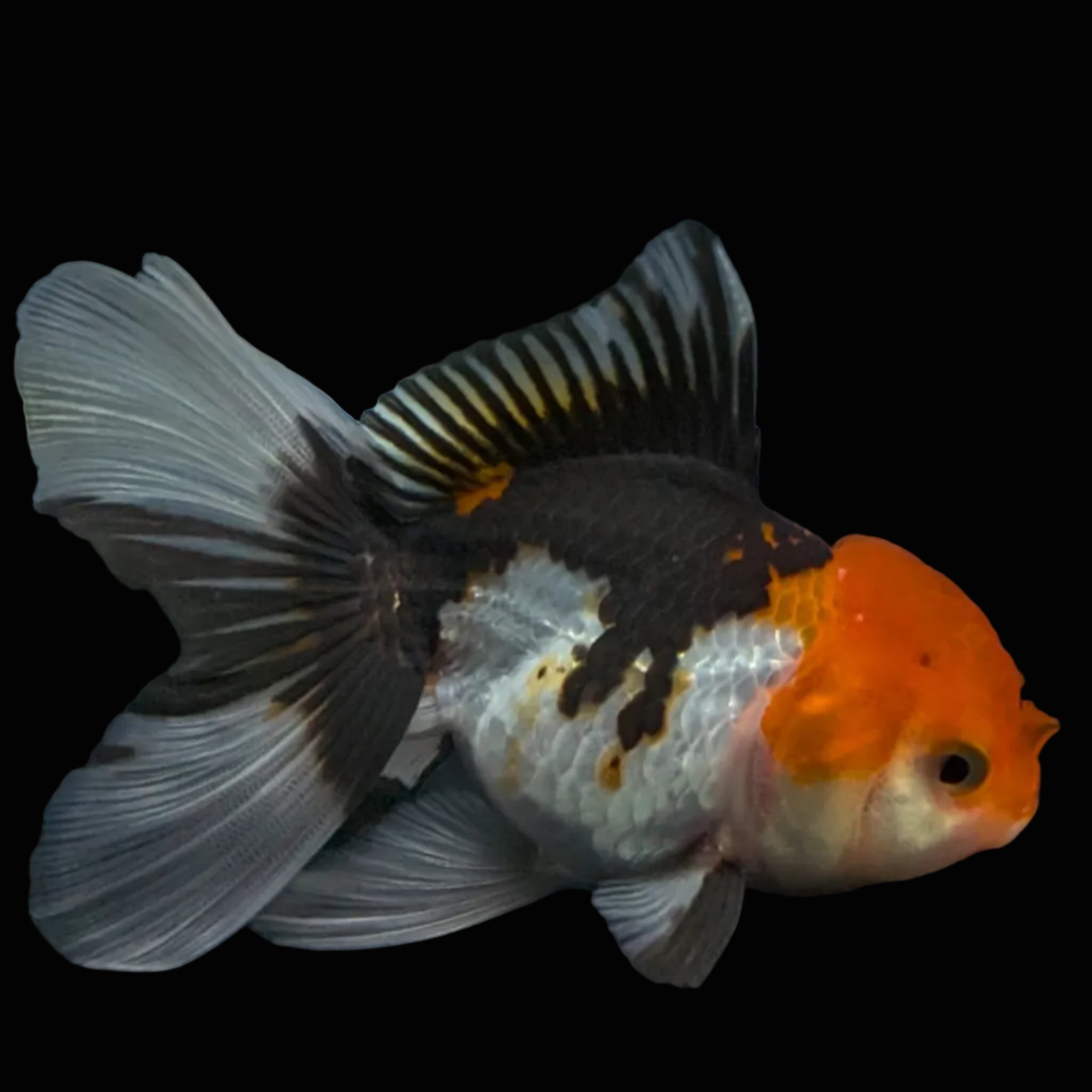 Thai Juvenile Oranda Tricolor 3.5"-4"in.  ID#731T1A-055