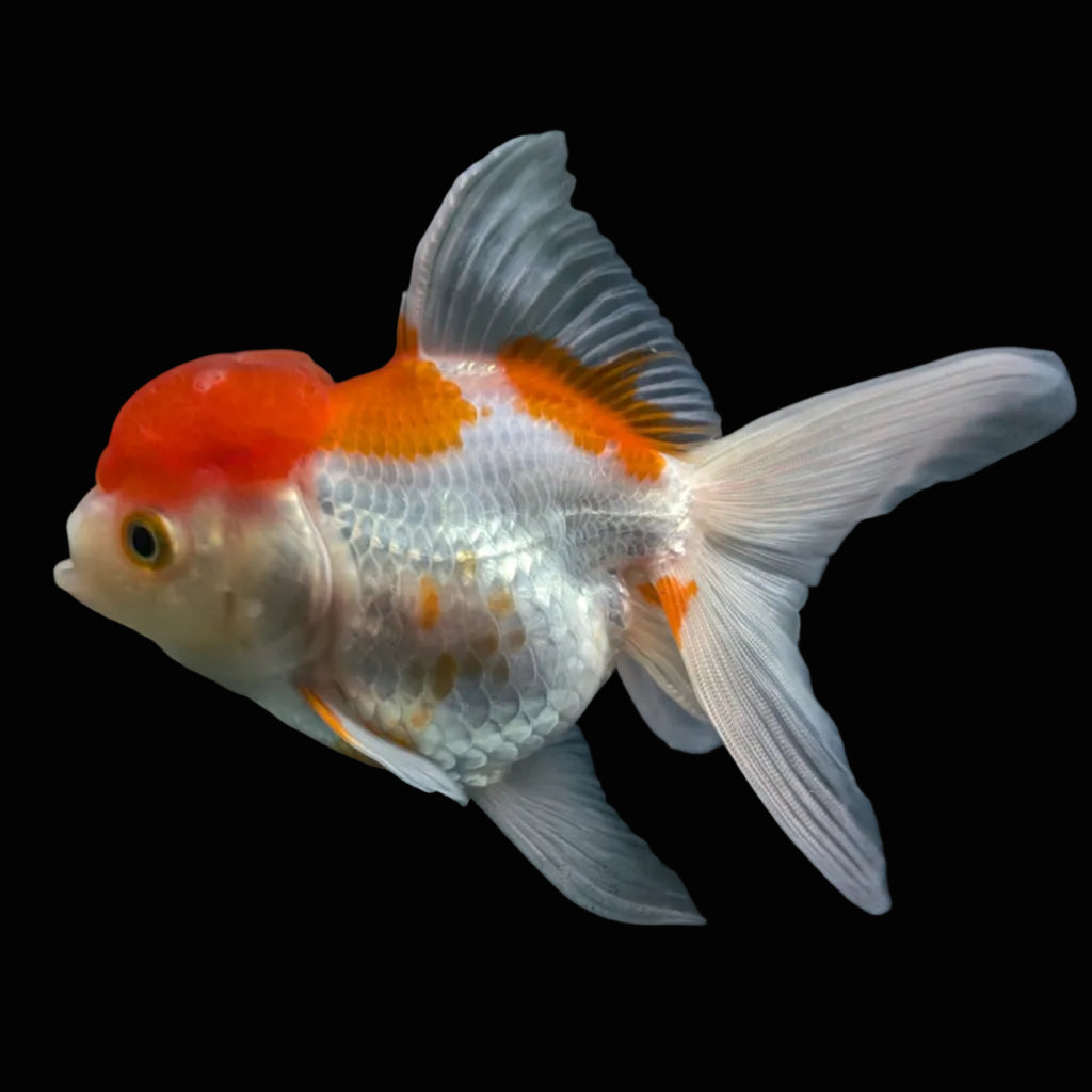 Jumbo Oranda Red White 6.5"-7"in.  ID#612T4B-012