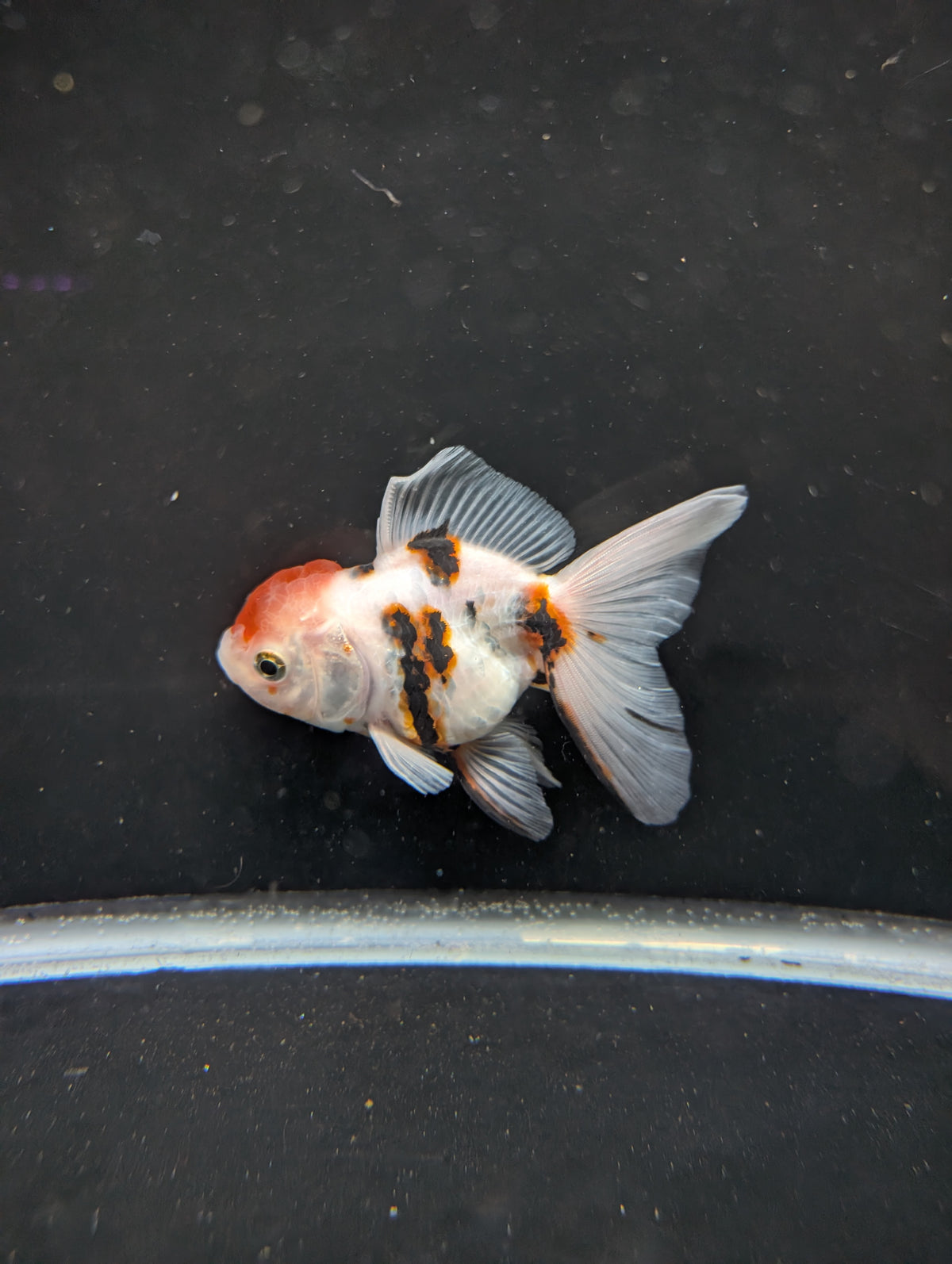 Thai Oranda White Tiger Calico 4"-4.5"in.  ID#1016T1A-002