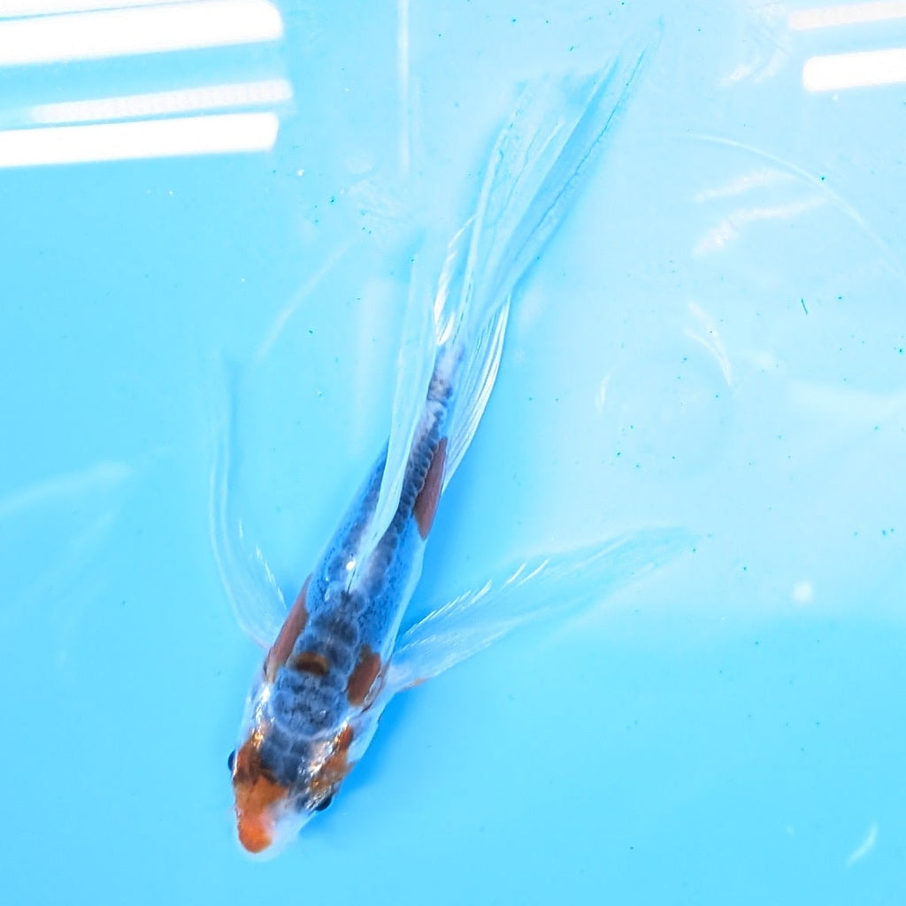 Shusui Butterfly Koi  5"-6" in. ID#727BFK-003