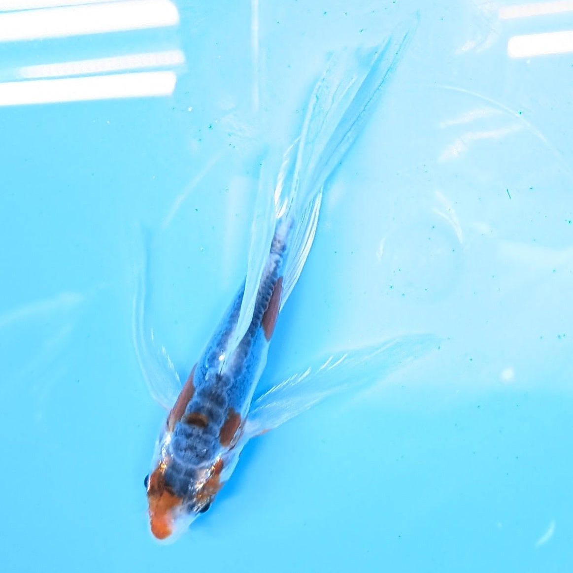 Shusui Butterfly Koi  5"-6" in. ID#727BFK-003