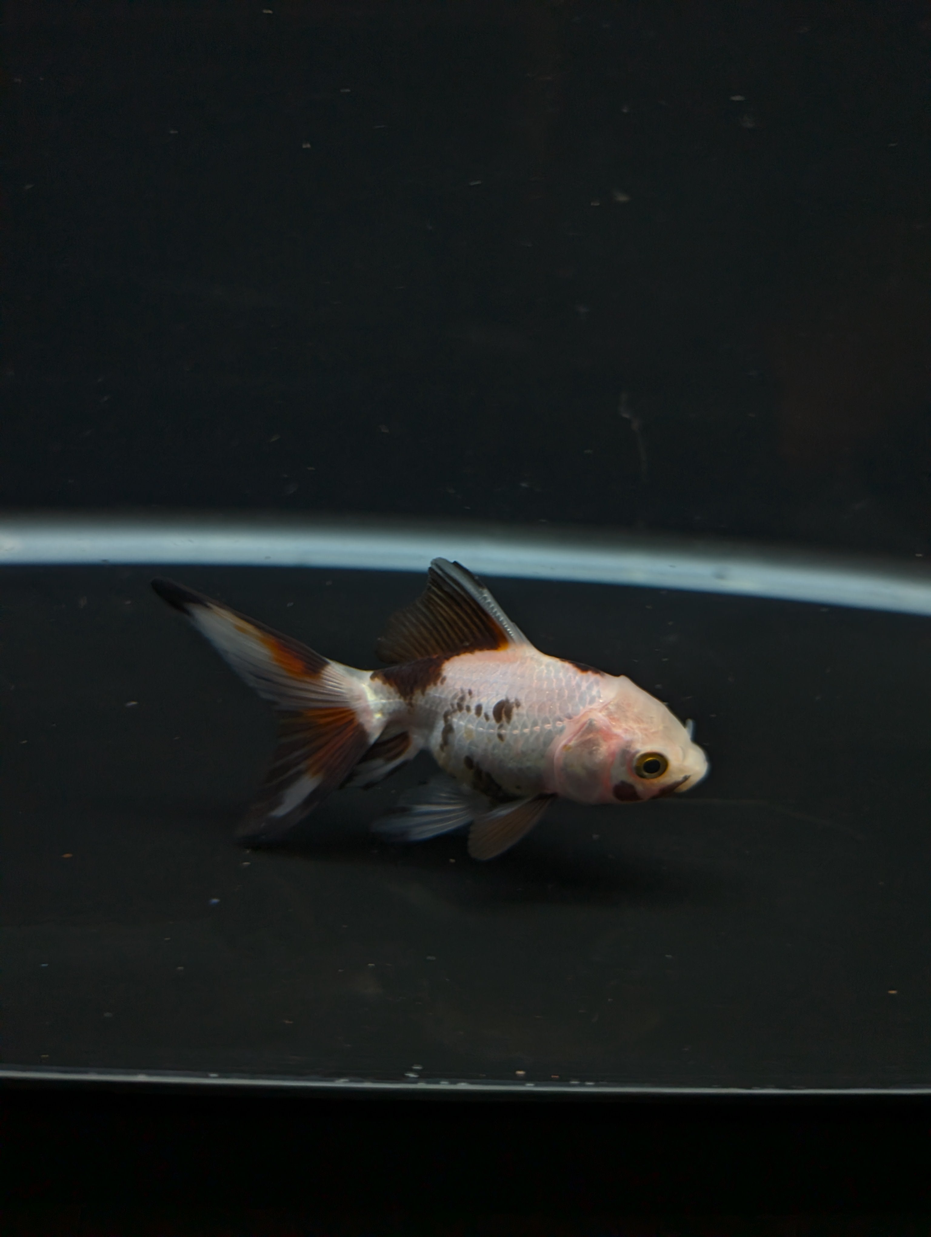 Juvenile Oranda  Tricolor 3"-3.5"in.  ID#619T1A-019