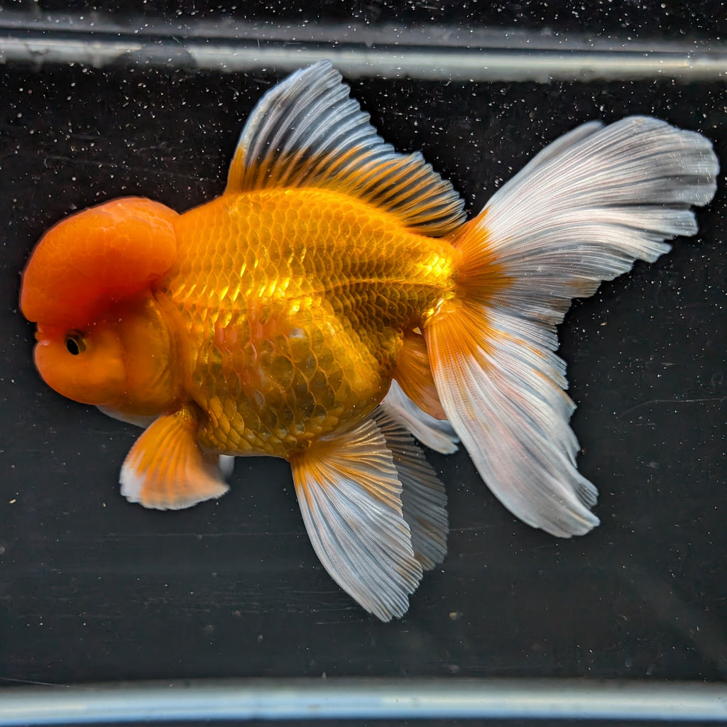Jumbo Oranda Red White 6.5"-7"in.  ID#515T5B-002
