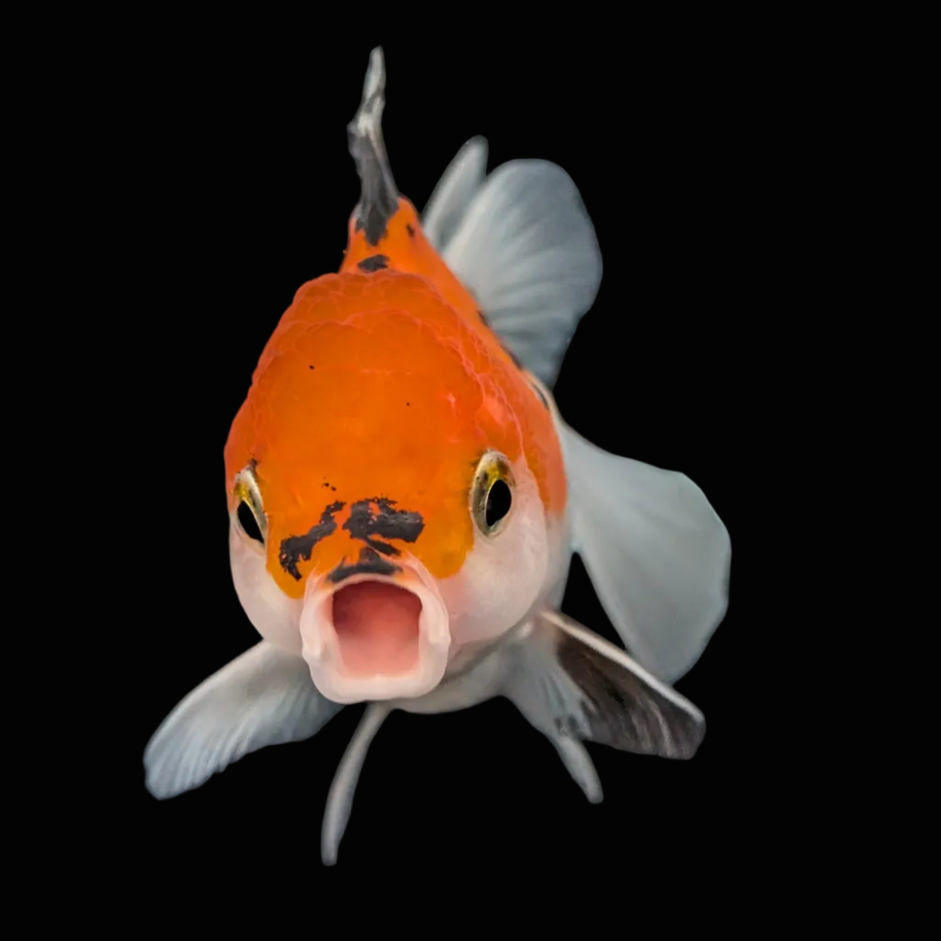 Juvenile Oranda Tricolor 3.5"-4" in.  ID#410T8A-016