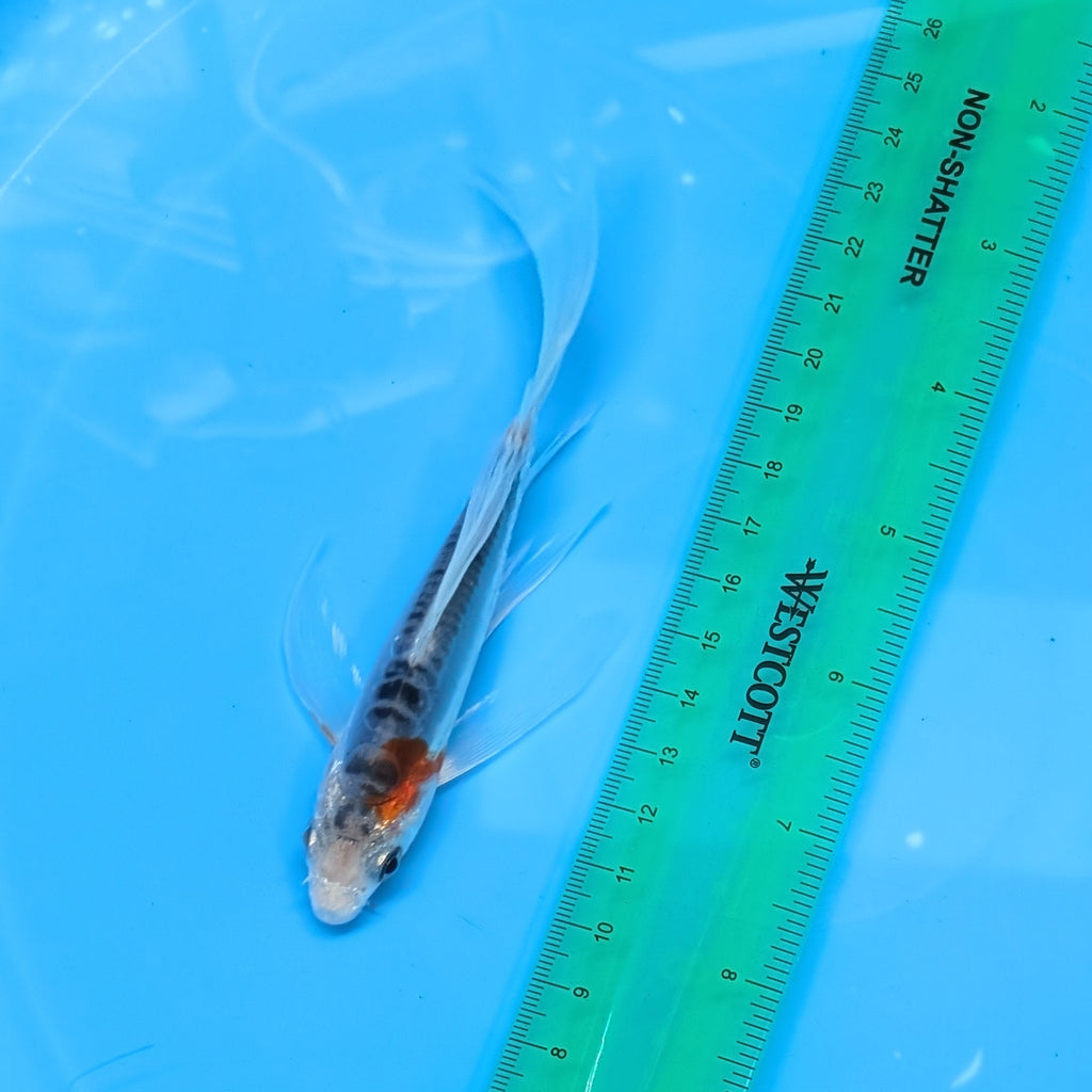 Shusui Butterfly Koi  5"-6" in. ID#727BFK-006