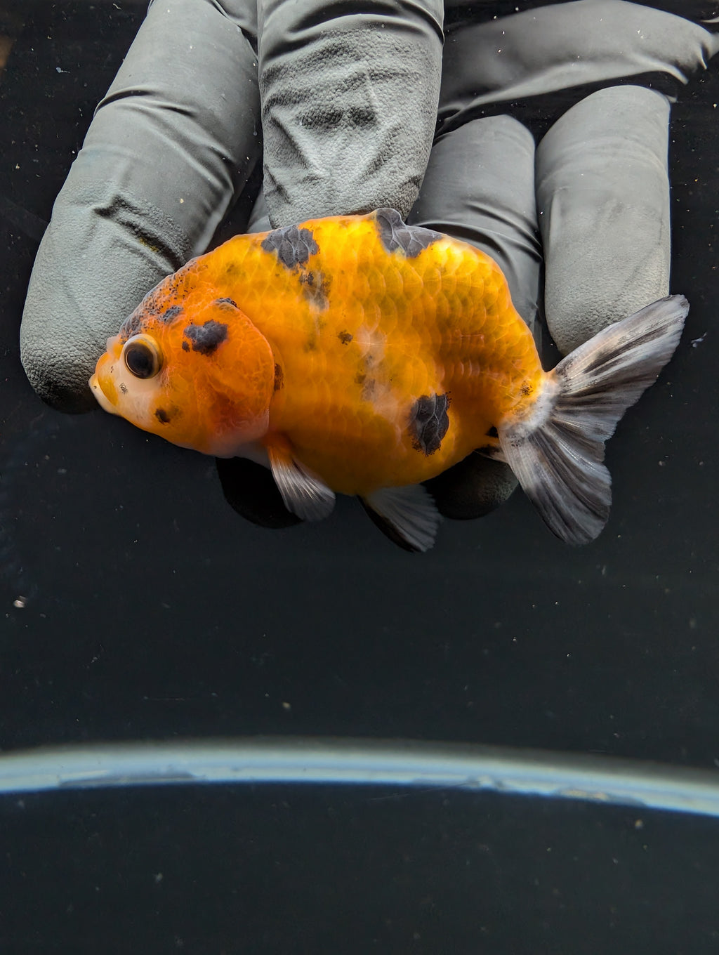 Ranchu Calico 2.5"-3" in. ID#717R4A-009