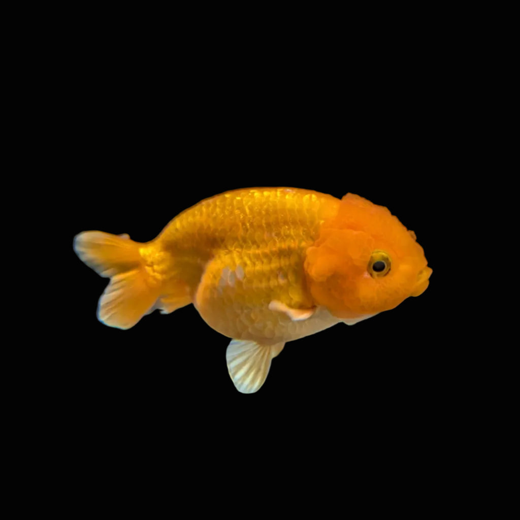 Ranchu Red White 3"-3.5" in. ID#3201A-002