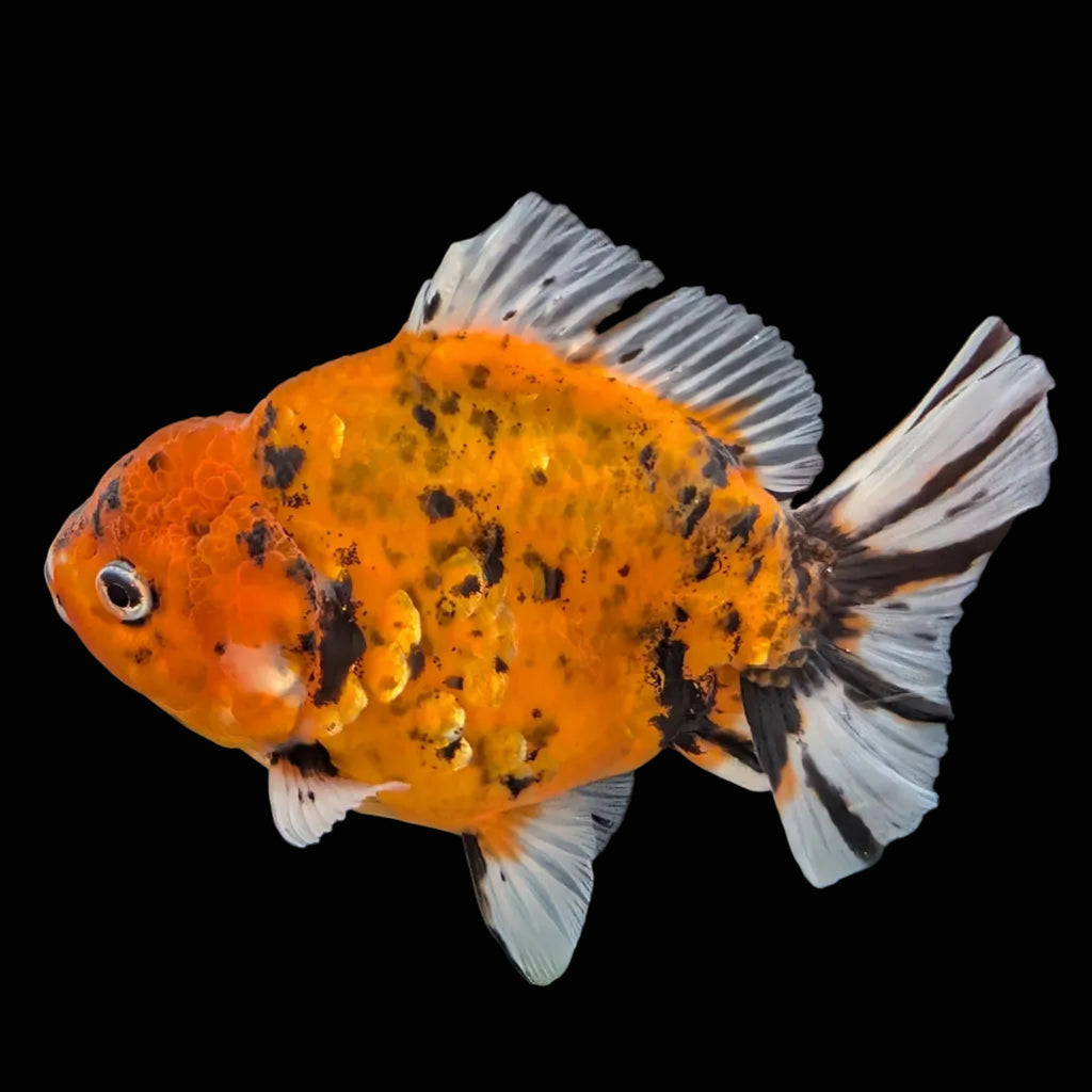 Jumbo Oranda Yuan Bao Calico   4"-4.5"in. ID#807SB13A-001