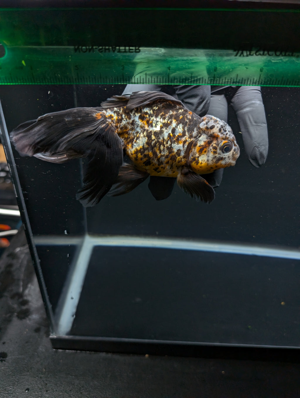 Calico Oranda 5.5"- 6"in. ID#821LB2A-64