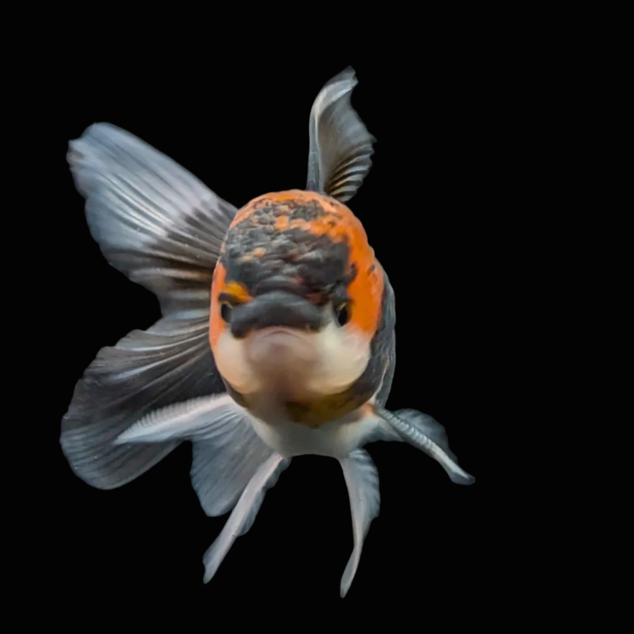 Juvenile Oranda Tricolor 3.5"-4" in.  ID#424T1A-002