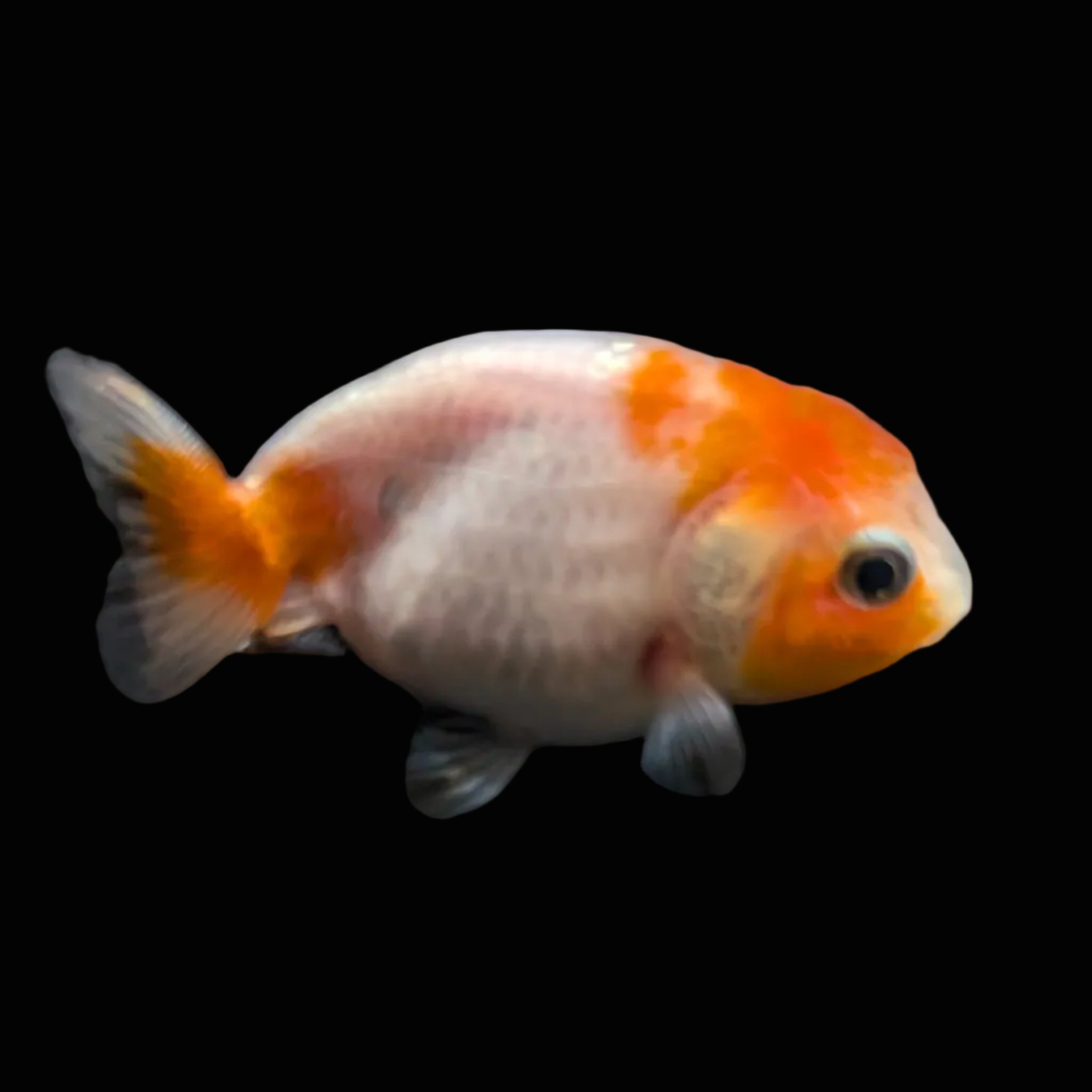 Ranchu Sakura 2.5"-3" in. ID#612R4A-086
