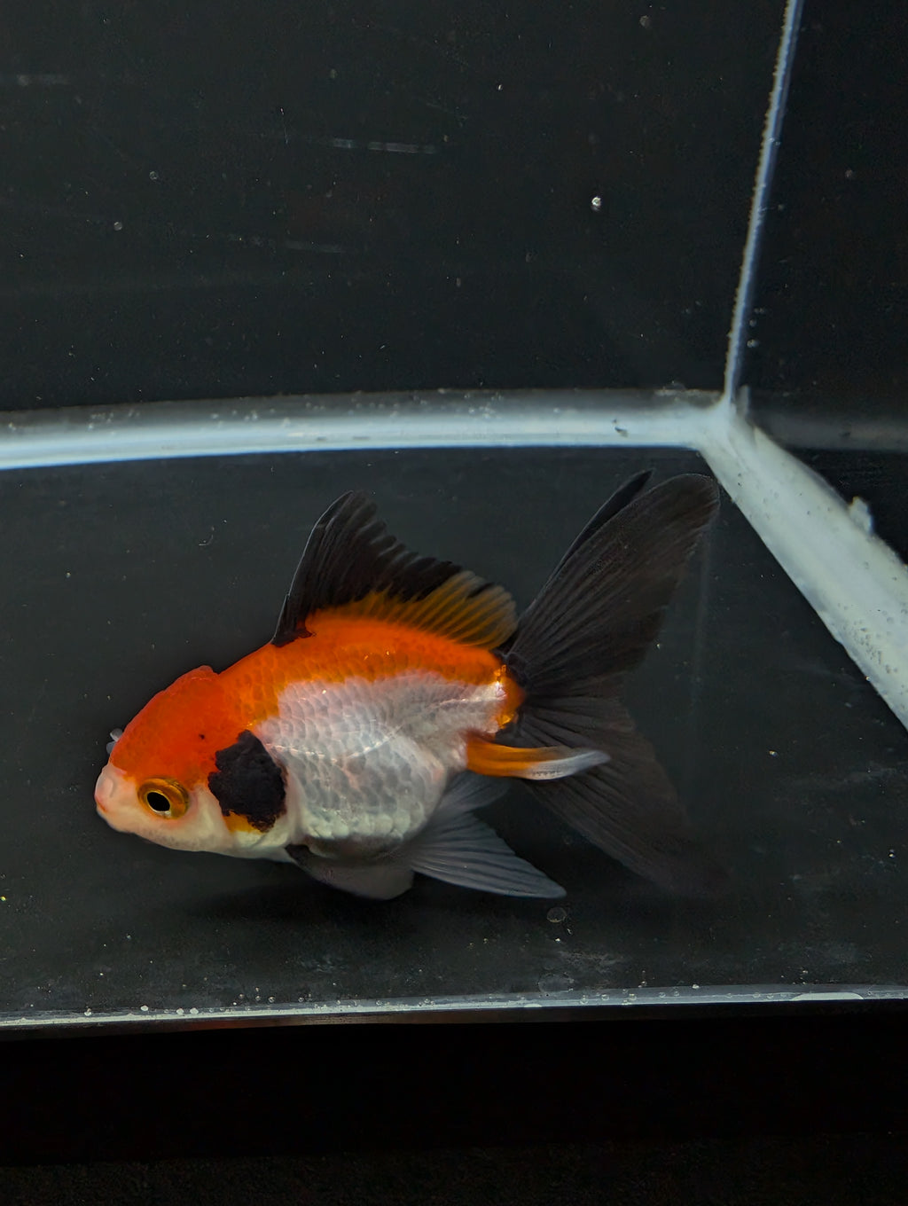 Juvenile Thai Oranda Tricolor 3"in.  ID#814T1A-009