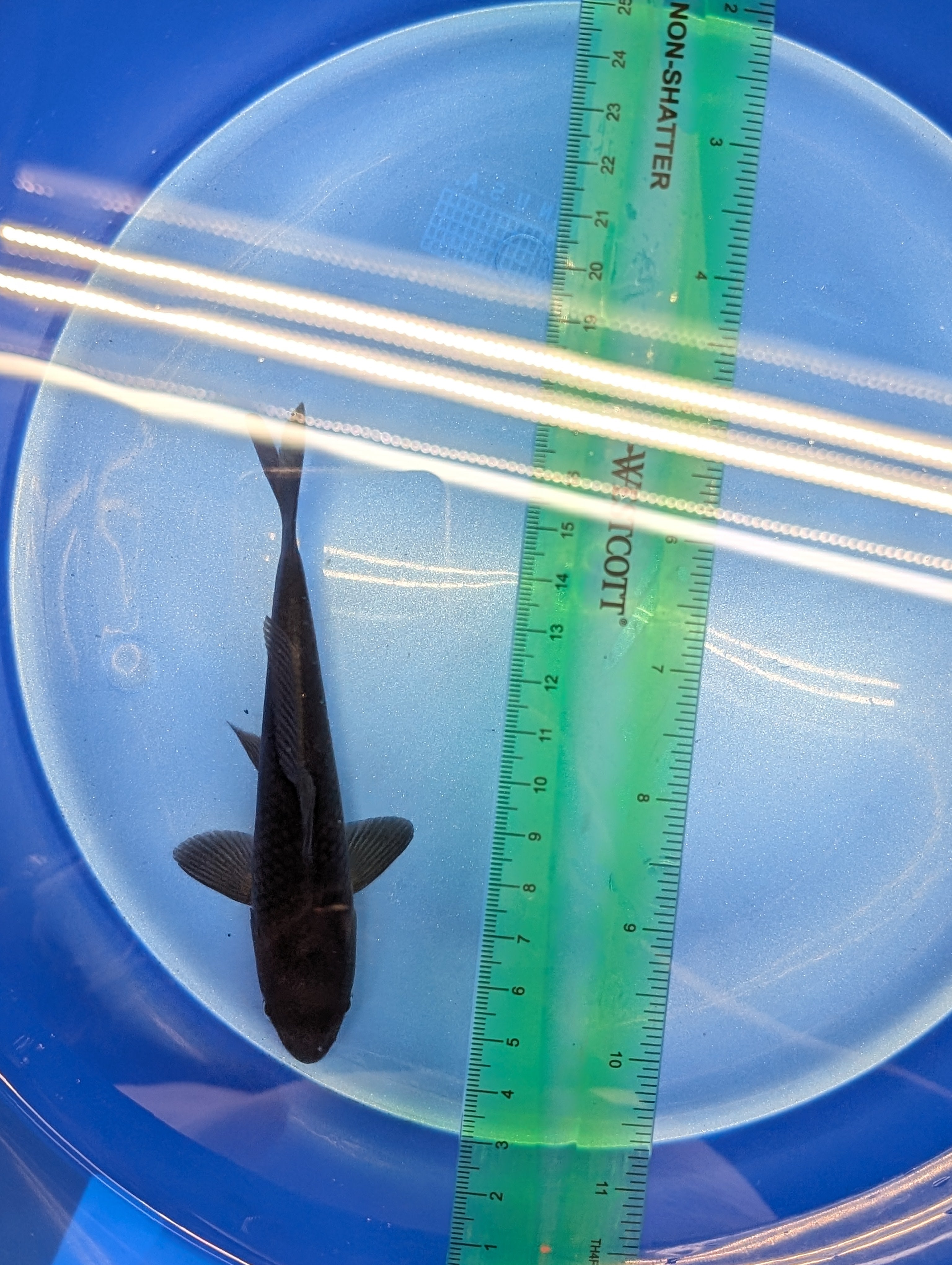 Karasu Koi  5"-6"in. ID#806BFK-021
