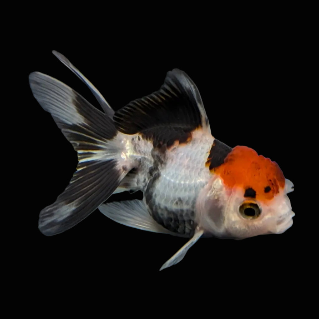 Thai Baby Oranda Tricolor 3"in.  ID#807T1A-002
