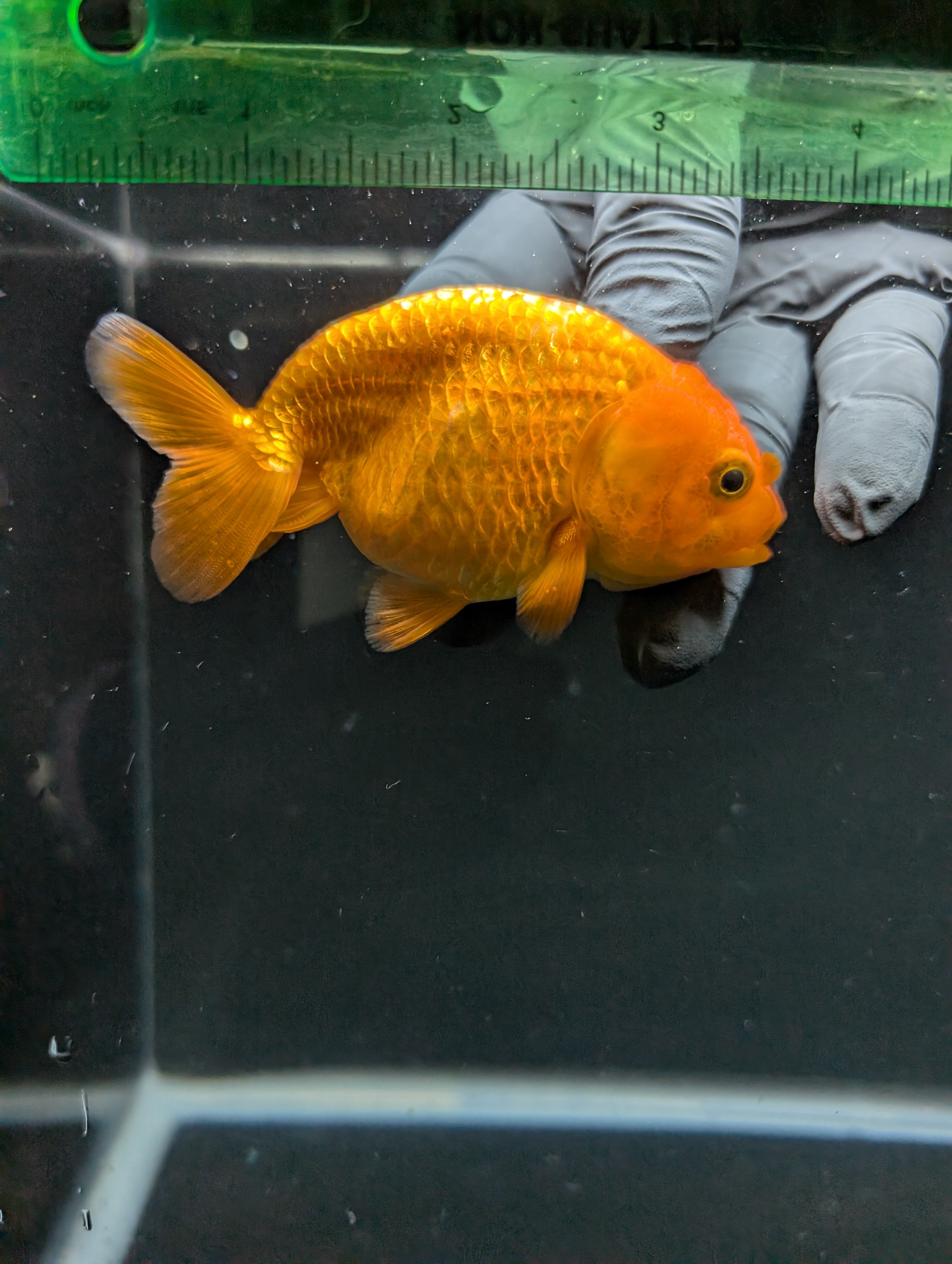 Ranchu Red White 3.5"-4"in. ID#828R4A-025