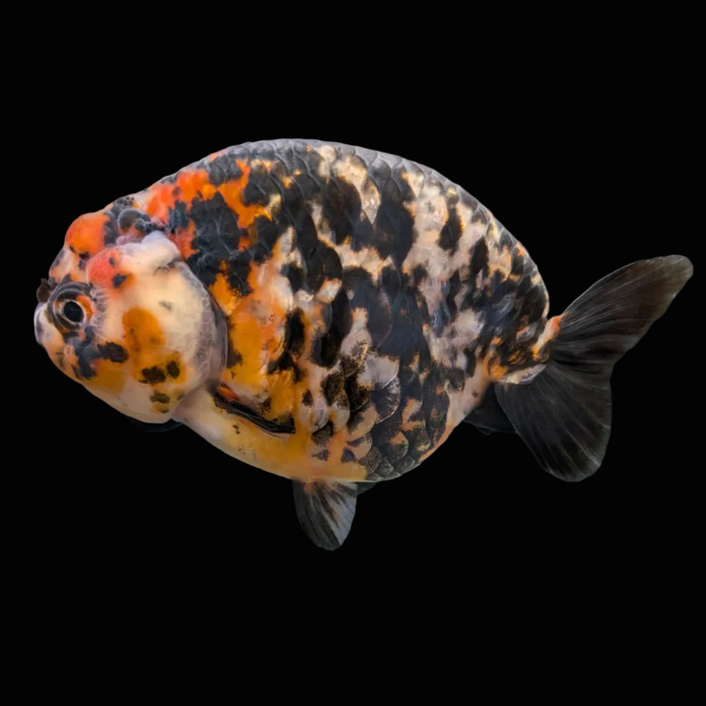 Jumbo Ranchu Calico 4.5"-5" in. ID#1009R8A-053