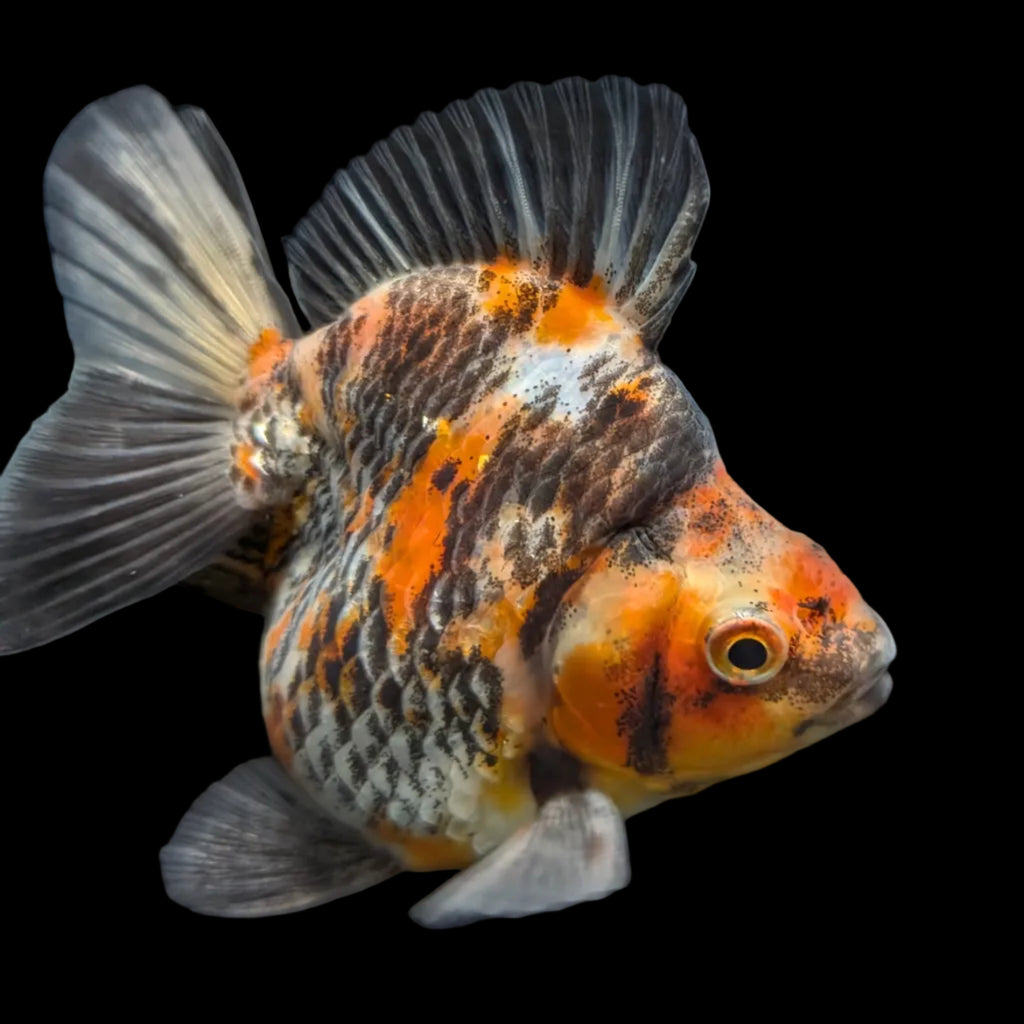Jumbo Ryukin Short Tail Kirin Calico 4"-4.5" in. ID#3204B-001