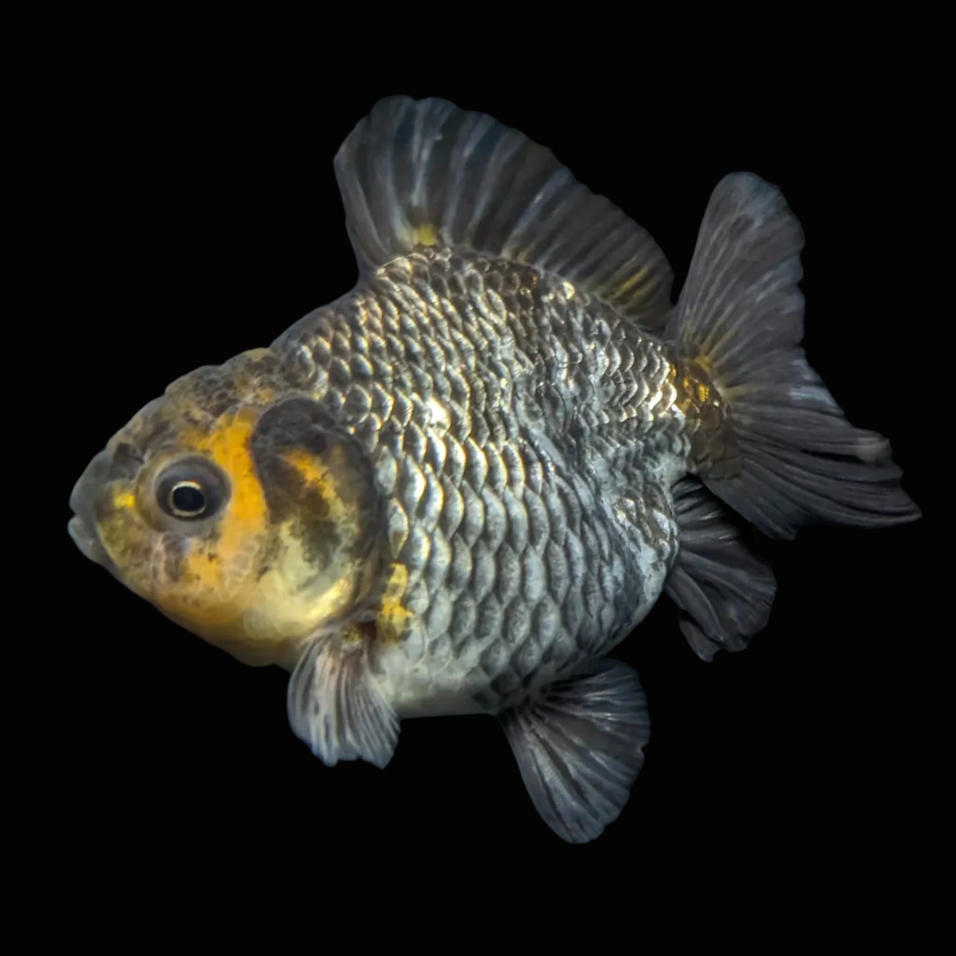 Thai Oranda Shogun Tiger Calico 4" in. ID#626SG7A-003