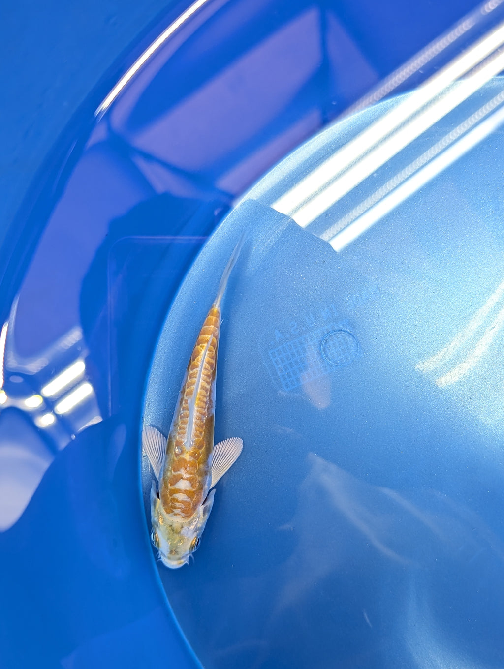Doitsu Hariwake Koi  4"in. ID#806BFK-017