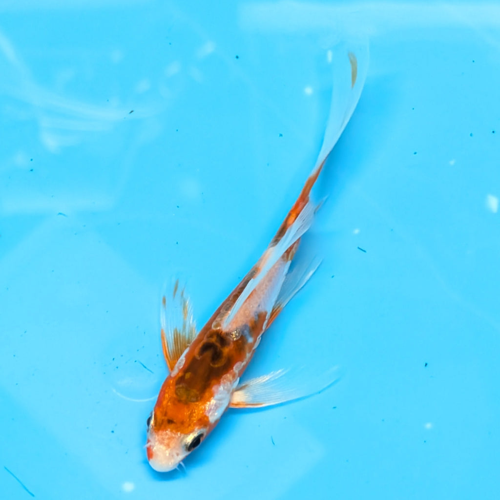 Shusui Butterfly Koi  5"-6" in. ID#727BFK-007