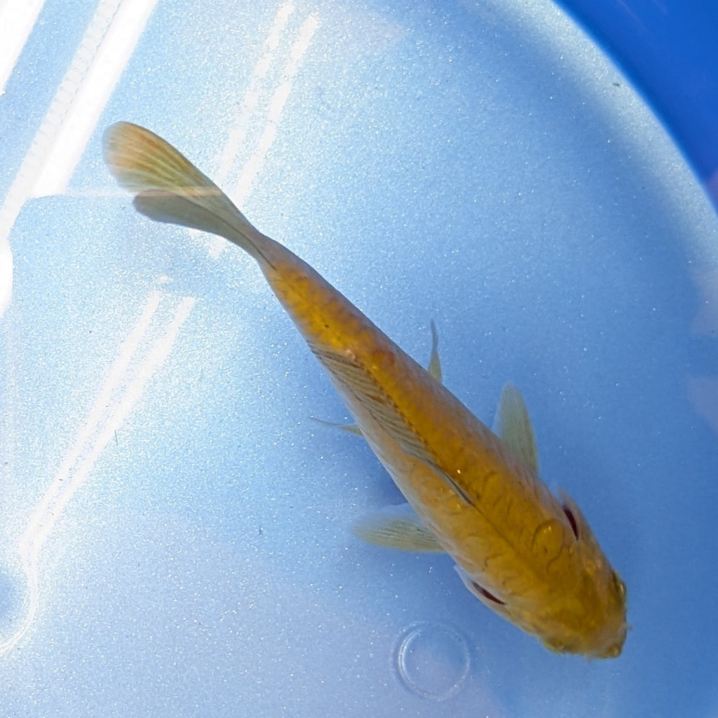 Doitsu Chagoi Koi  4"in. ID#806BFK-019