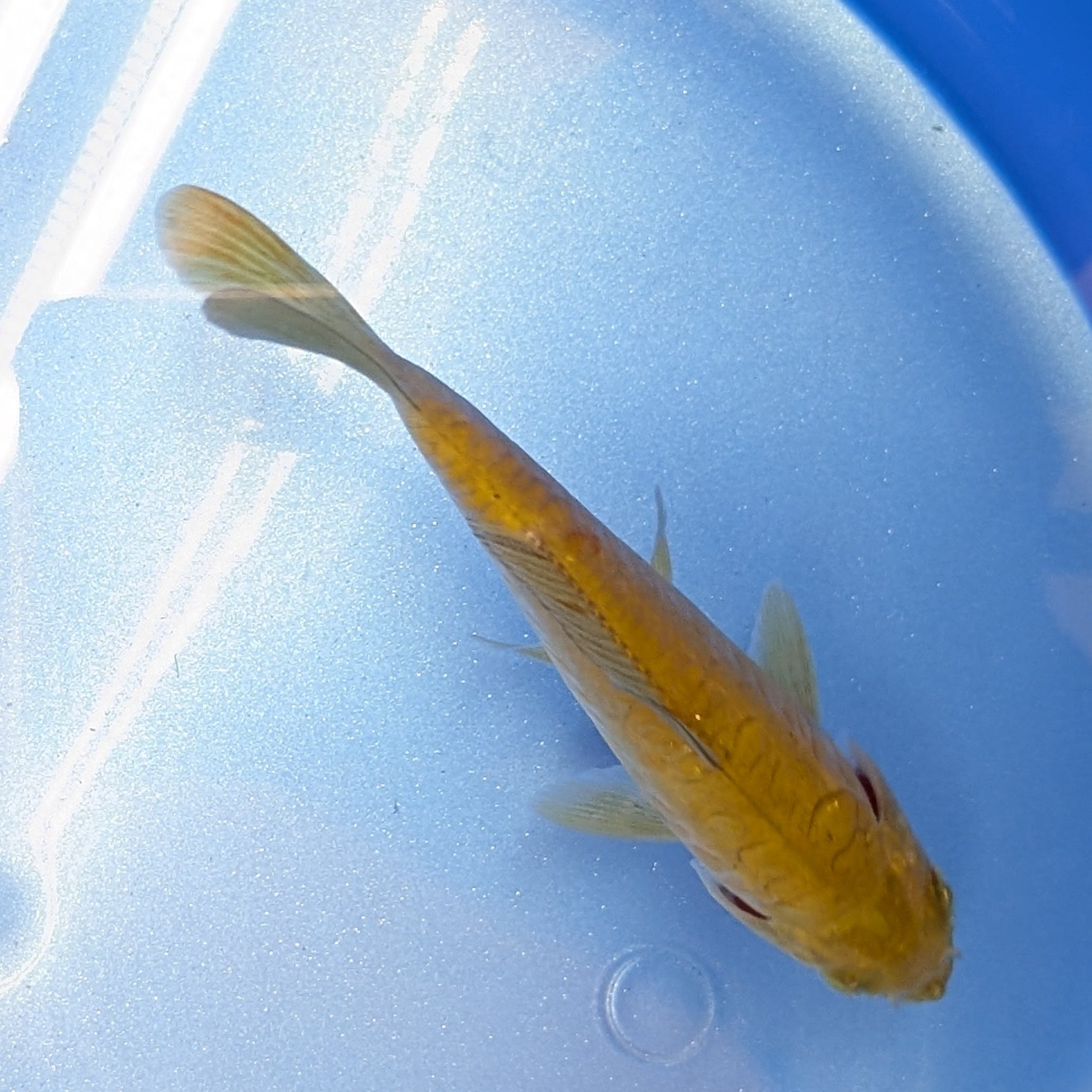 Doitsu Chagoi Koi  4"in. ID#806BFK-019