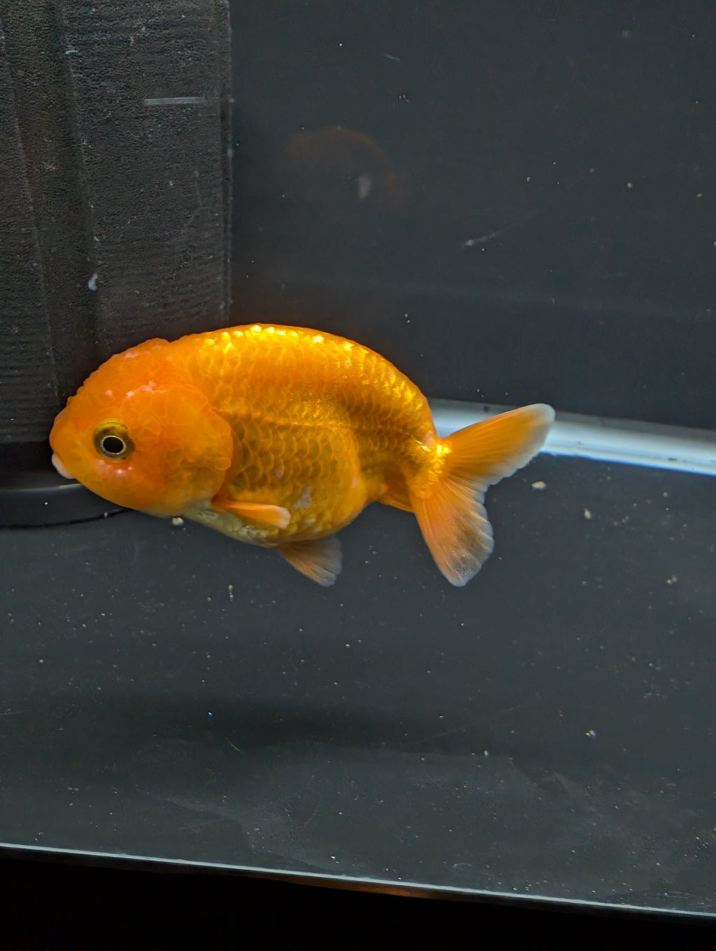 Ranchu Red White 3"-3.5" in. ID#501R13A-021