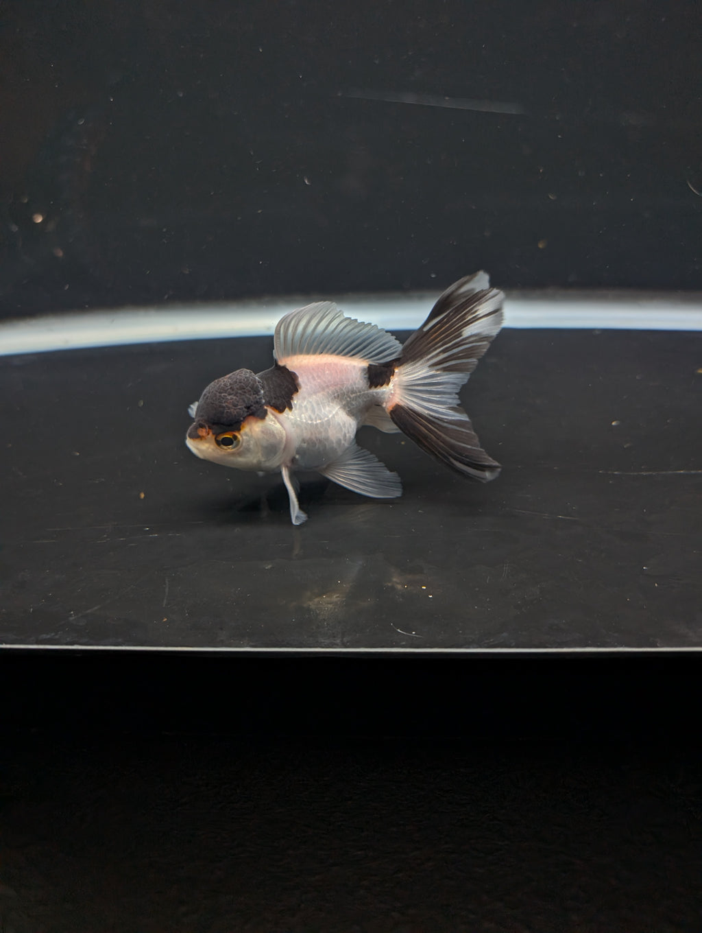 Juvenile Thai Oranda Panda 3"in.  ID#821T1A-022
