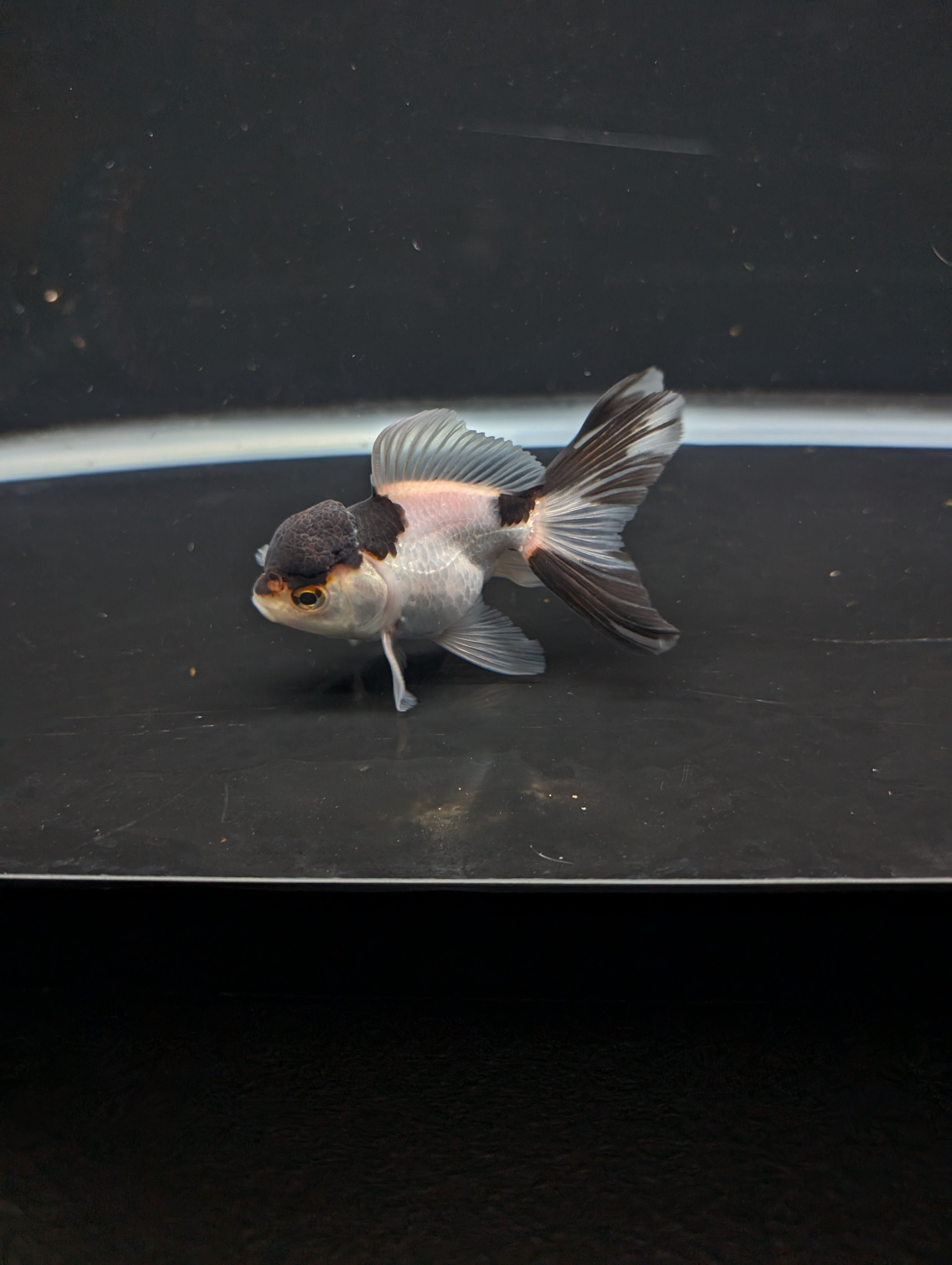 Juvenile Thai Oranda Panda 3"in.  ID#821T1A-022