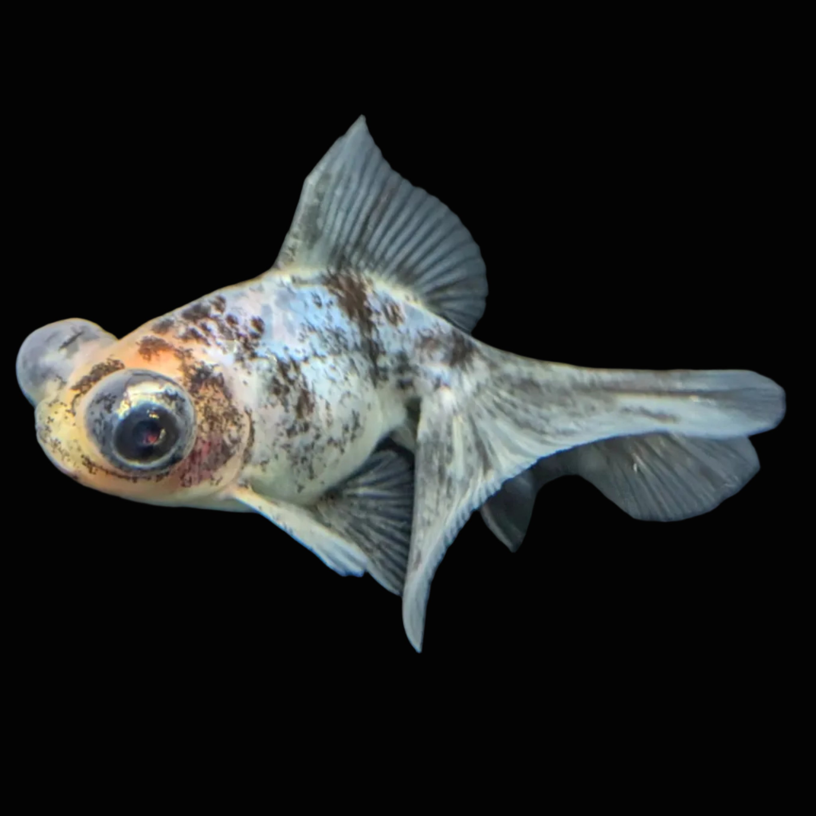 Telescope Butterfly Calico 3.5"-4" in. ID#522B6B-009